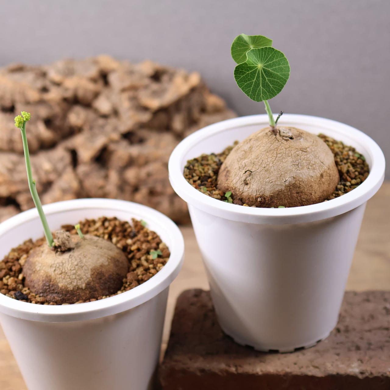 MARX PLANTS | 観葉植物・多肉植物・塊根植物