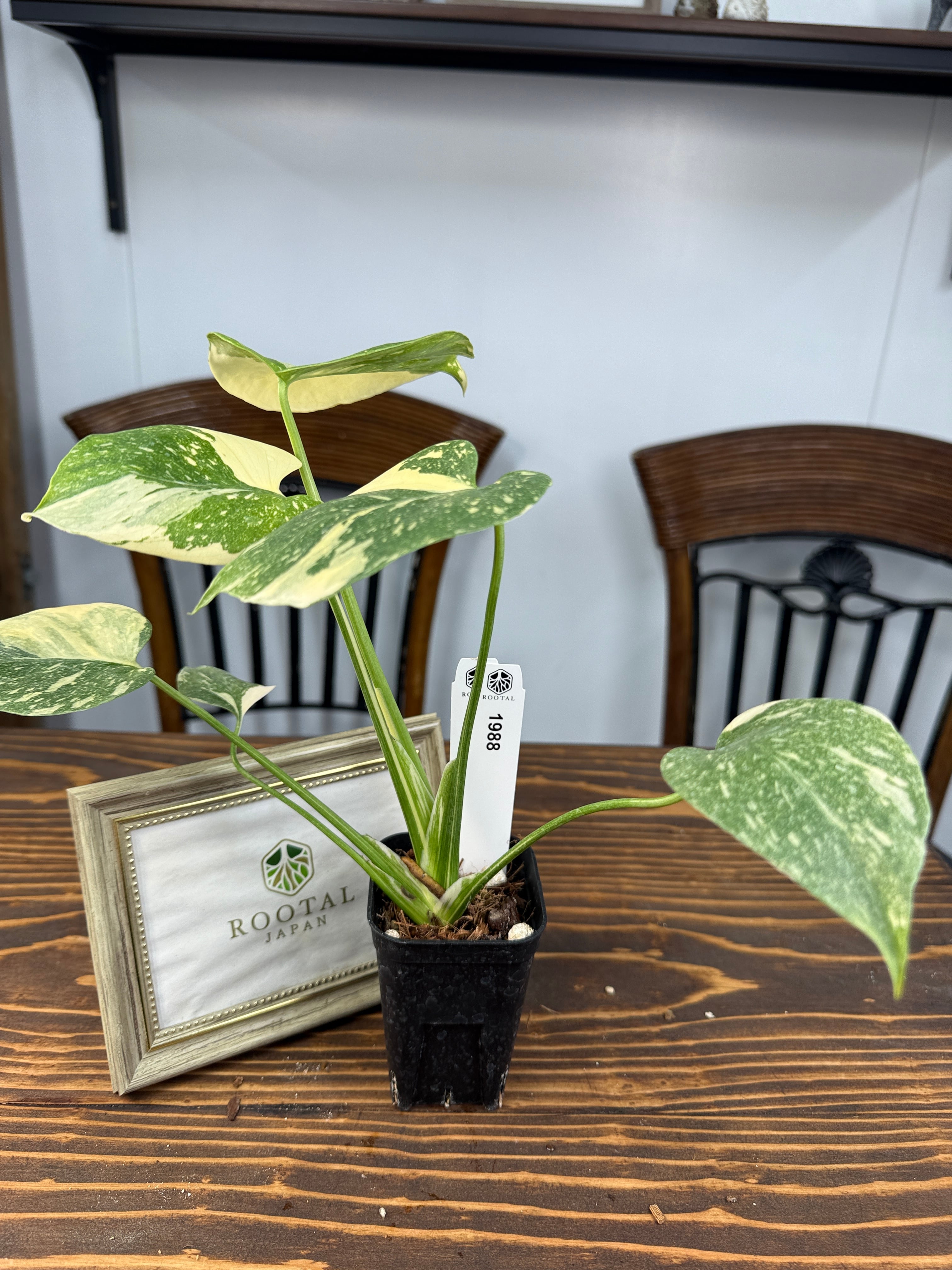 ☆1988【極みの斑】モンステラ デリシオーサ タイコンステレーション