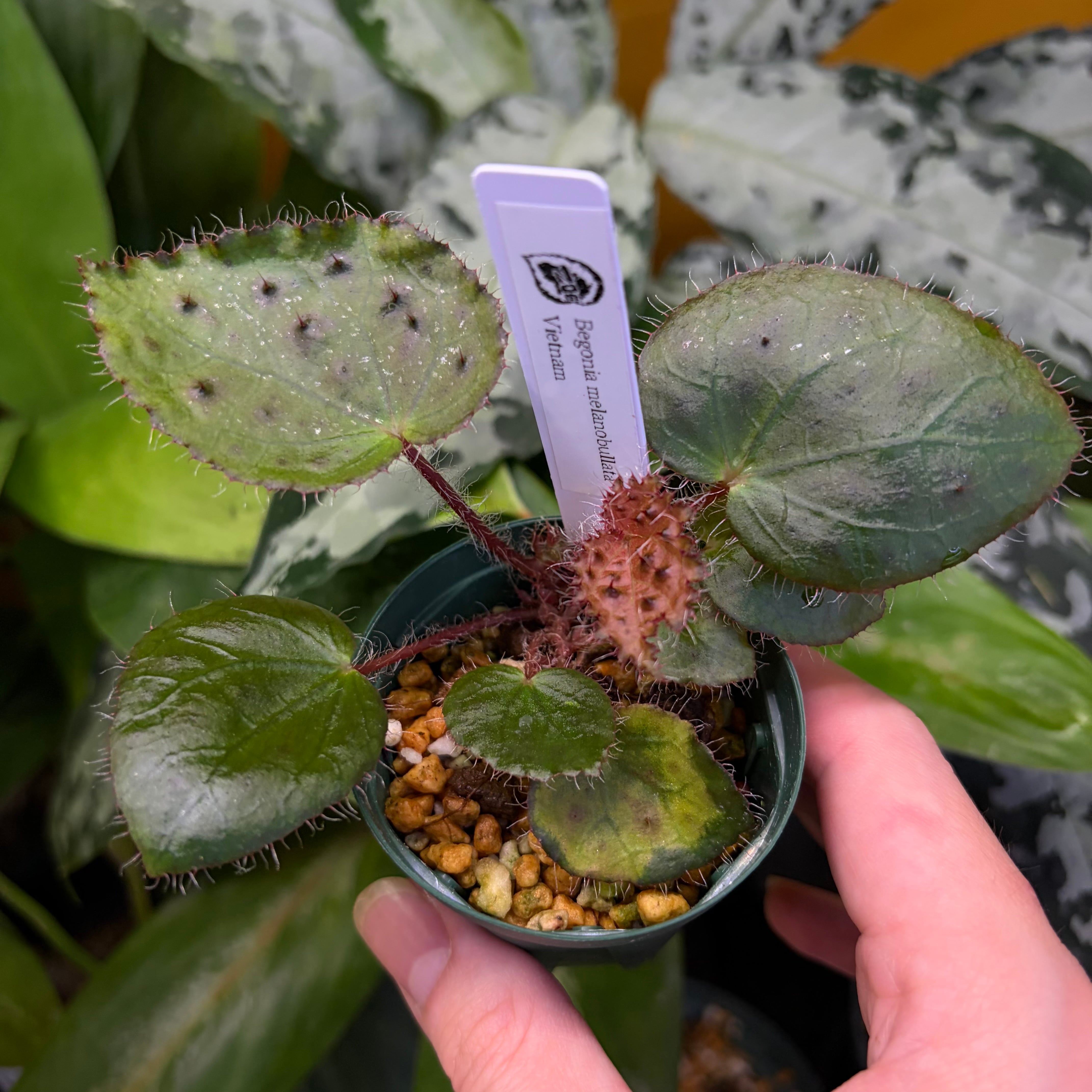 Begonia melanobullata Vietnam 原種ベゴニア メラノブラータ | 熱帯