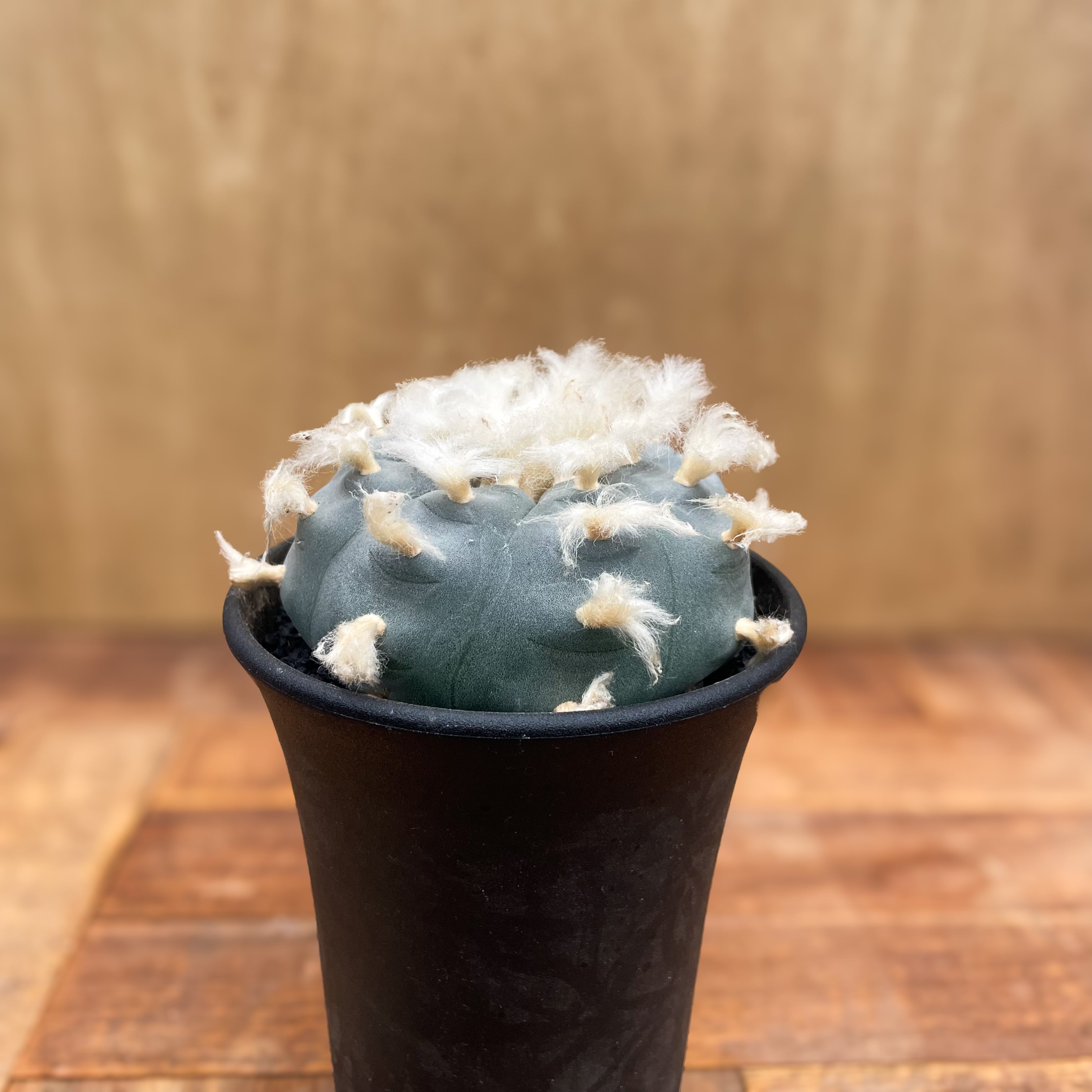 Lophophora williamsii 'texana'【ロフォフォラ・テキサーナ Lophophora williamsii 'texana'【ロフォフォラ・テキサーナ