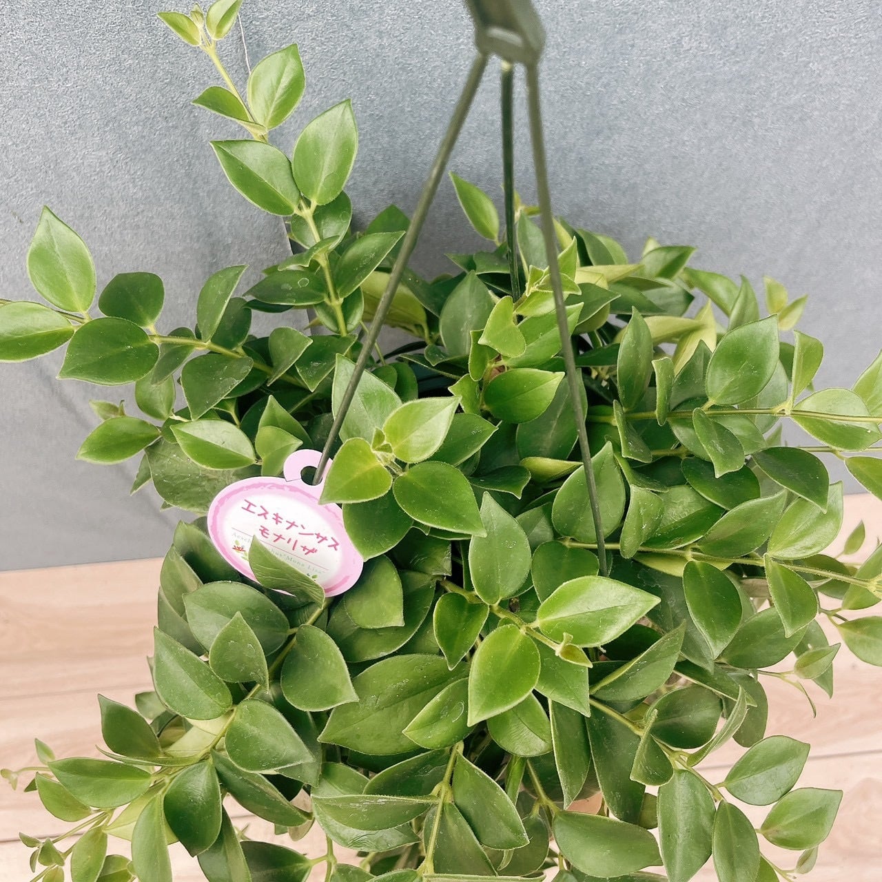 ［現品］95番　エスキナンサス　モナリザ　5号　観葉植物　室内　吊り下げ　人気 現品］95番 エスキナンサス モナリザ 5号 観葉植物 室内 吊り下げ