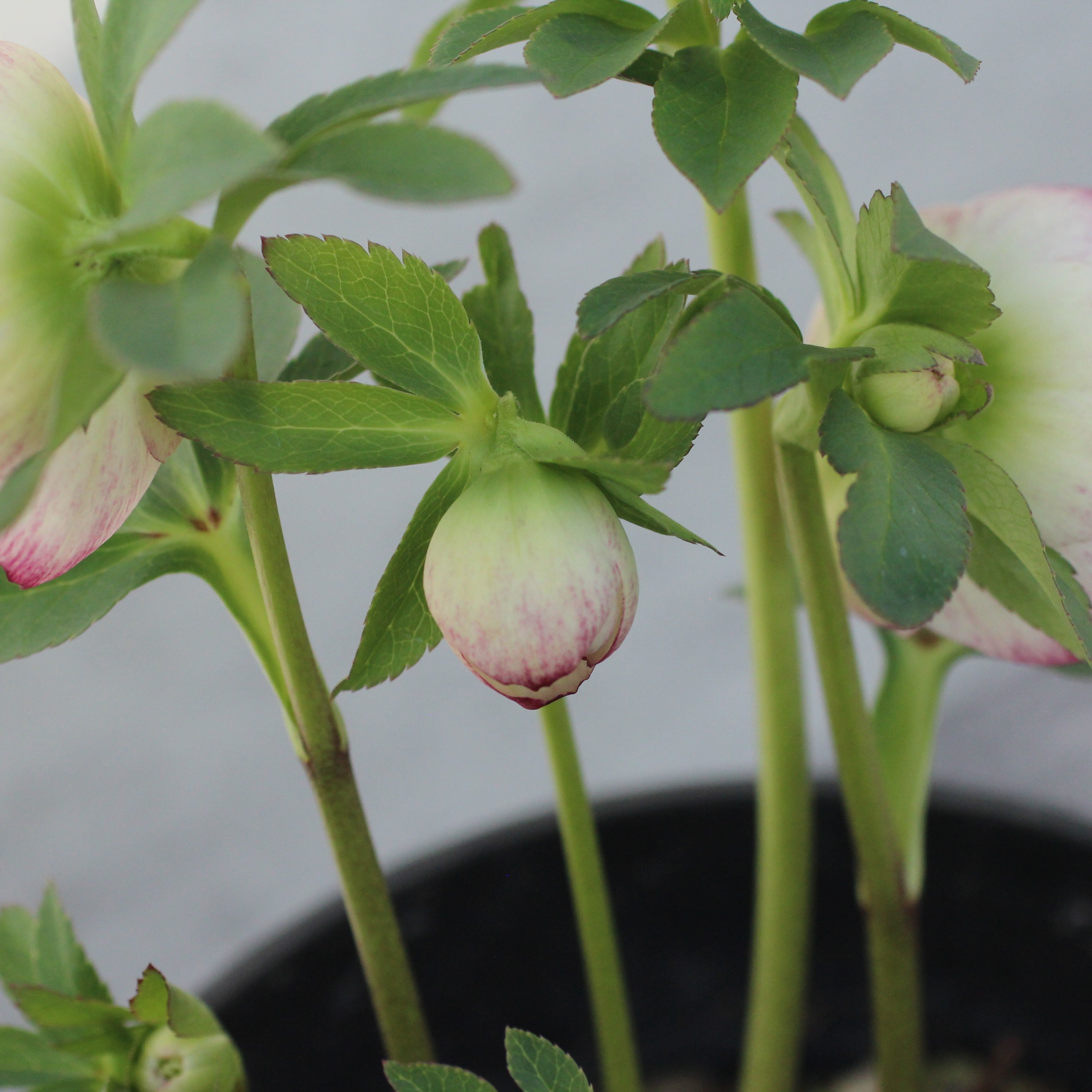 WS26-080 クリスマスローズ ウィンターシンフォニー 小輪系ピコティ