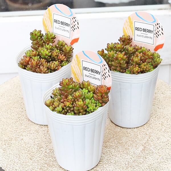 多肉植物 レッドベリー 2.5号 育てやすい 乾燥に強い 丈夫 紅葉する
