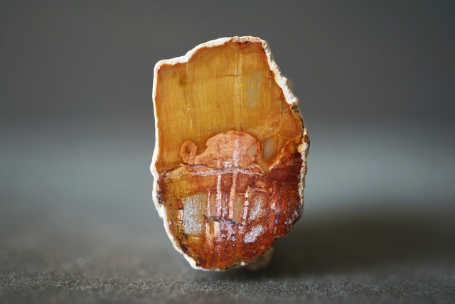 珪化木 ペトリファイドウッド Petrified Wood 1211~1216