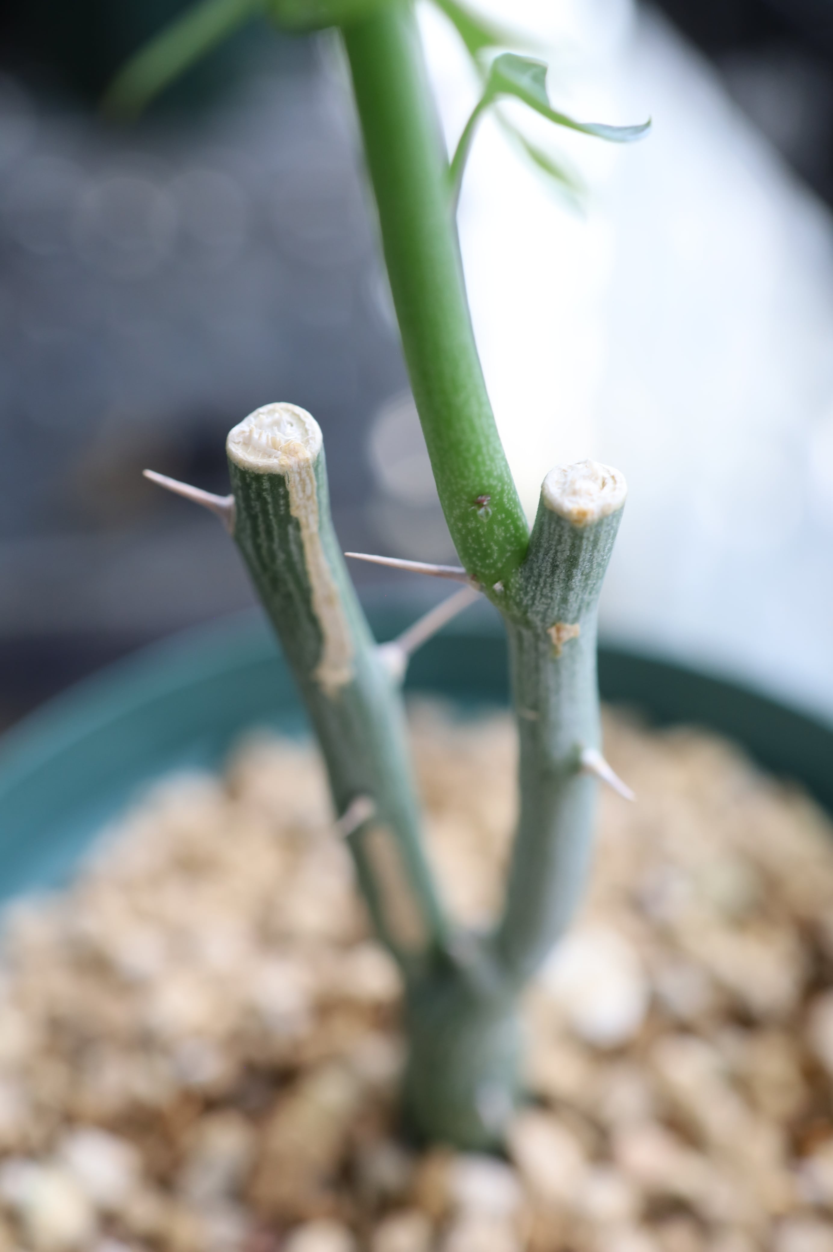 アデニア・バリー | Adenia ballyi _003 | SAVVY PLANTS