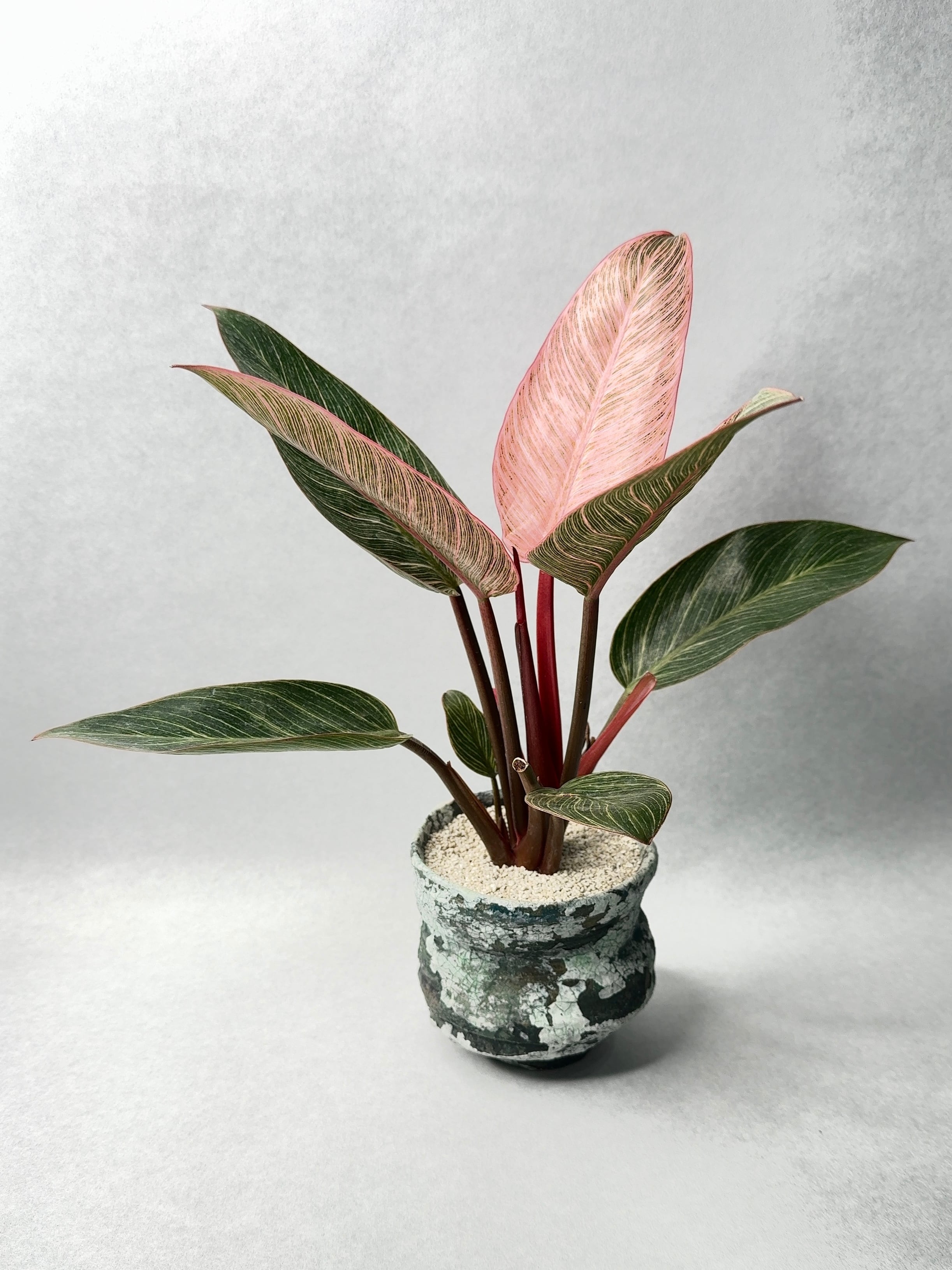 ドラセナ・キュンティ | trigger