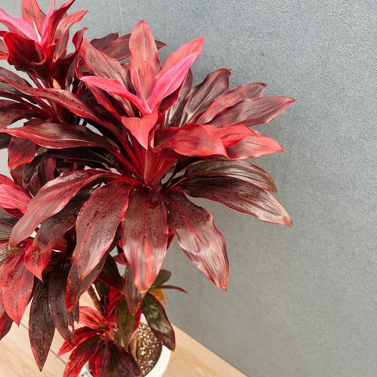 現品］【希少】☆初出品☆ 12番 ドラセナ アトム 8号 観葉植物 室内