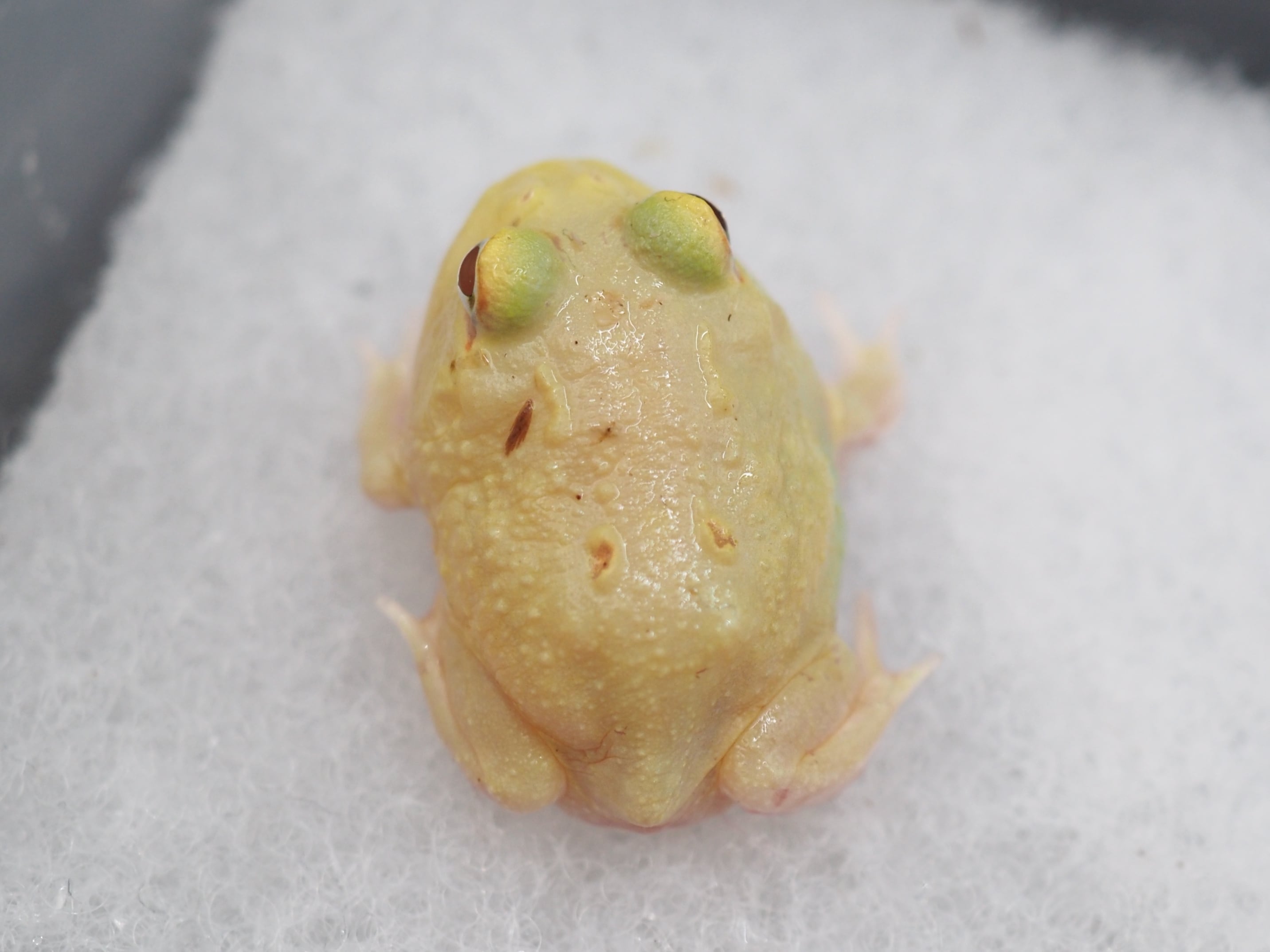③クランウェルツノガエル 