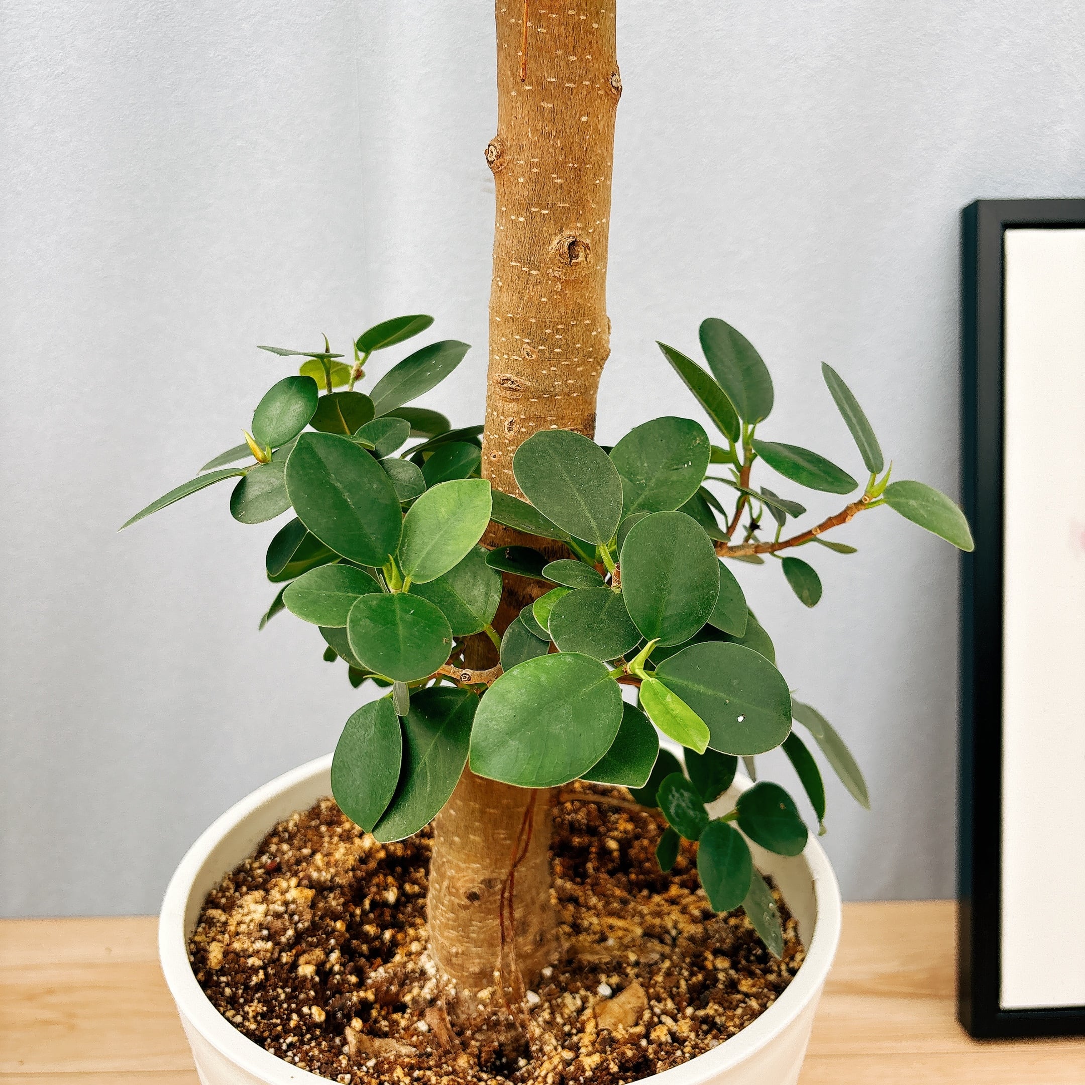 ❶激レア 1⃣斑入りパンダガジュマル 気根 極太 ガジュマル ➀激レア 1⃣斑入りパンダガジュマル 気根 極太 ガジュマル