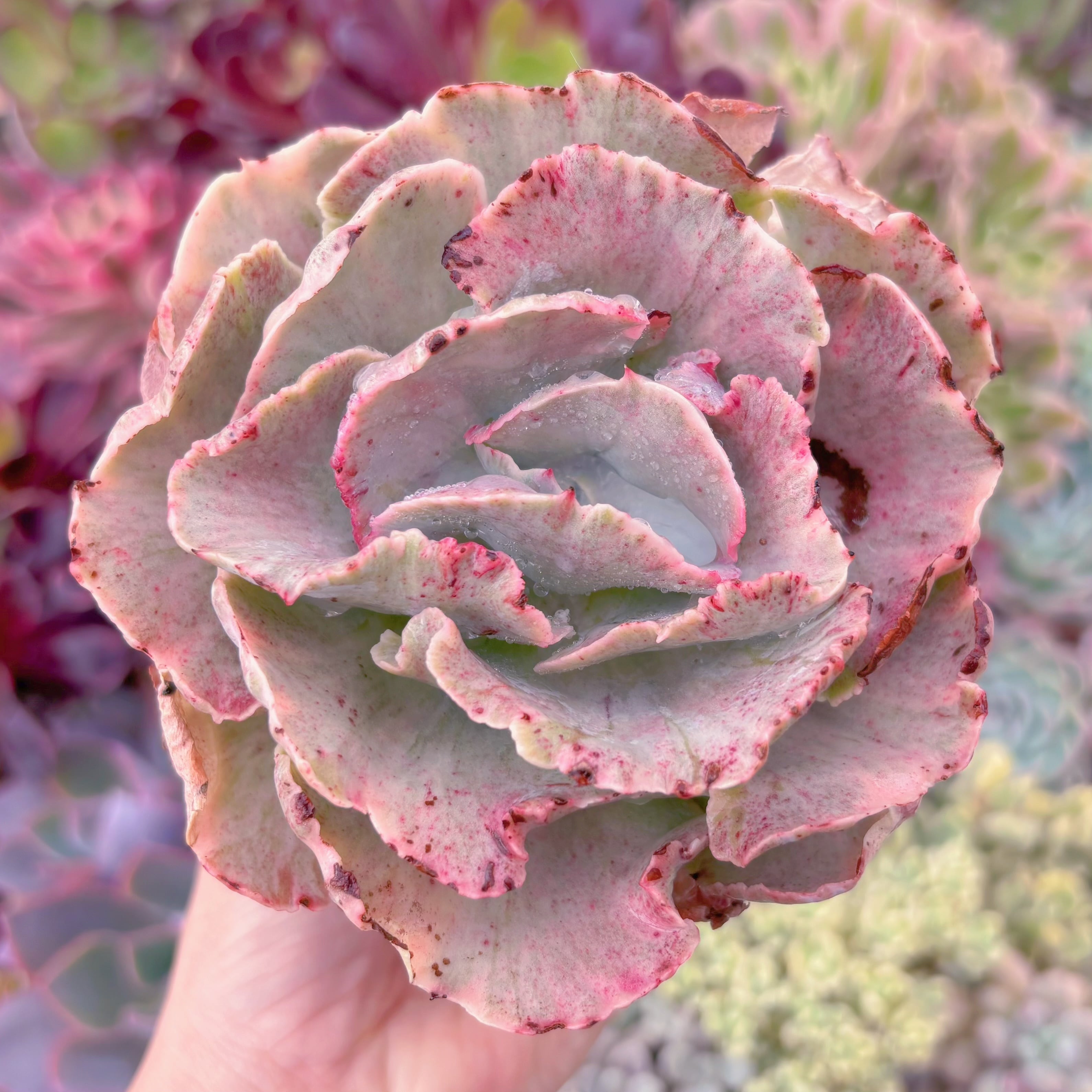 現品　女王の花笠錦#B03　last one　るる農園