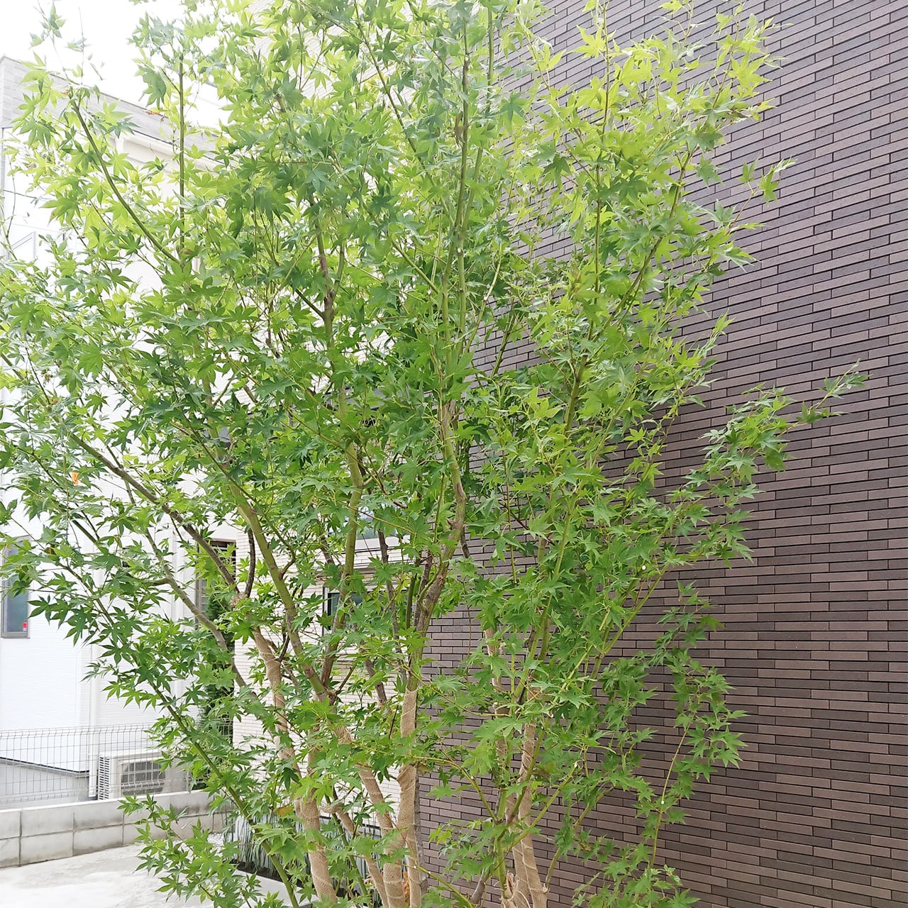 コハウチワカエデ 本株（地植え）