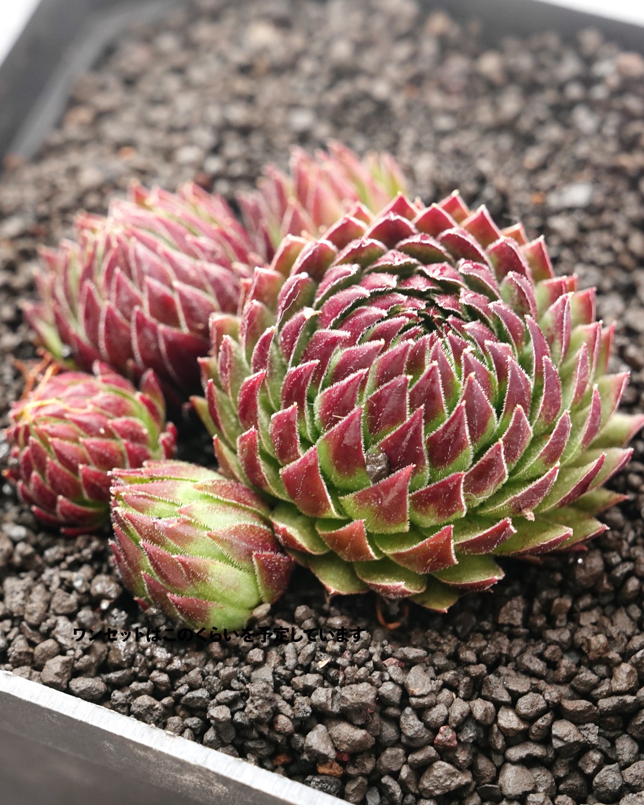 カット苗 ジョビバルバ アリオニー Sempervivum globiferum ssp.allionii