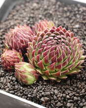 カット苗 ジョビバルバ アリオニー Sempervivum globiferum ssp.allionii