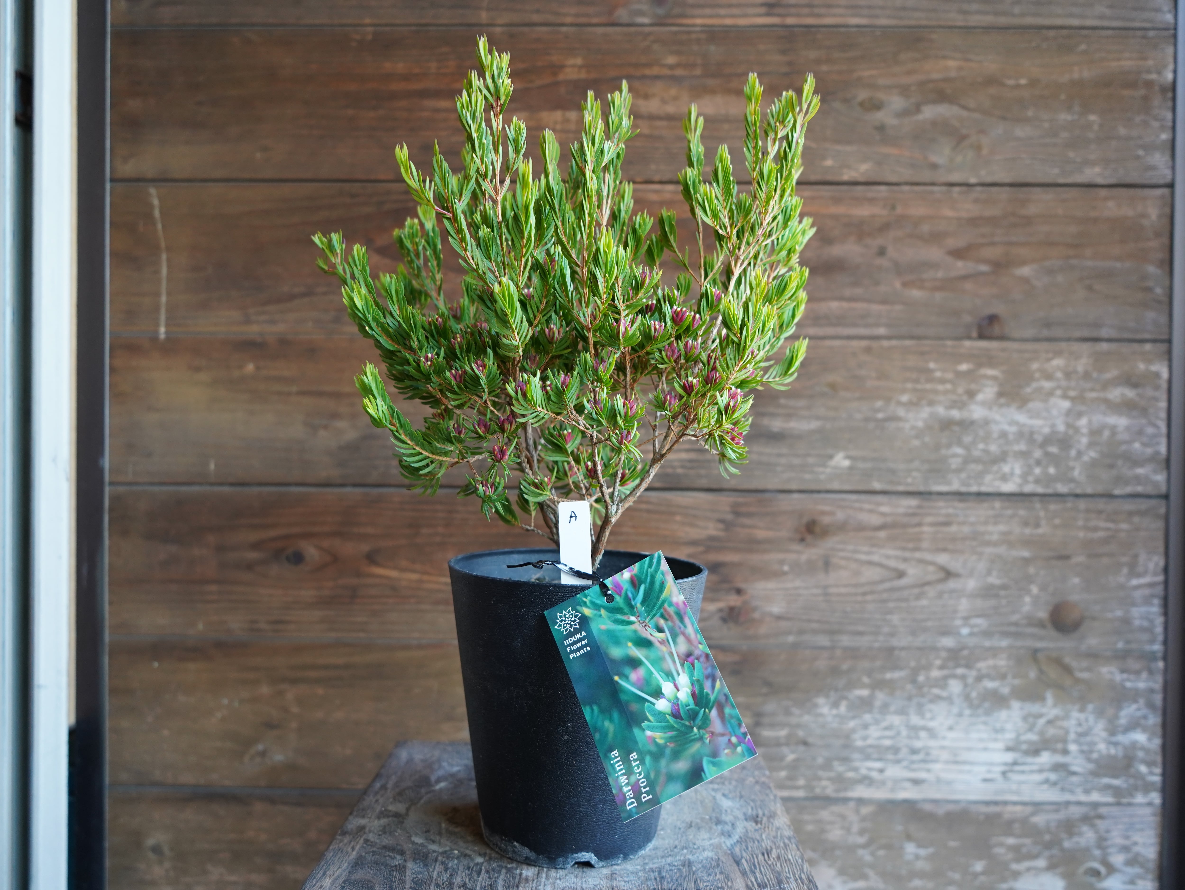 【現物】ダーウィニア　”プロセラ”　A