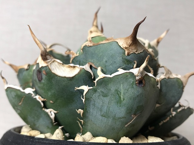 アガベ チタノタ '白鯨'（ハクゲイ）