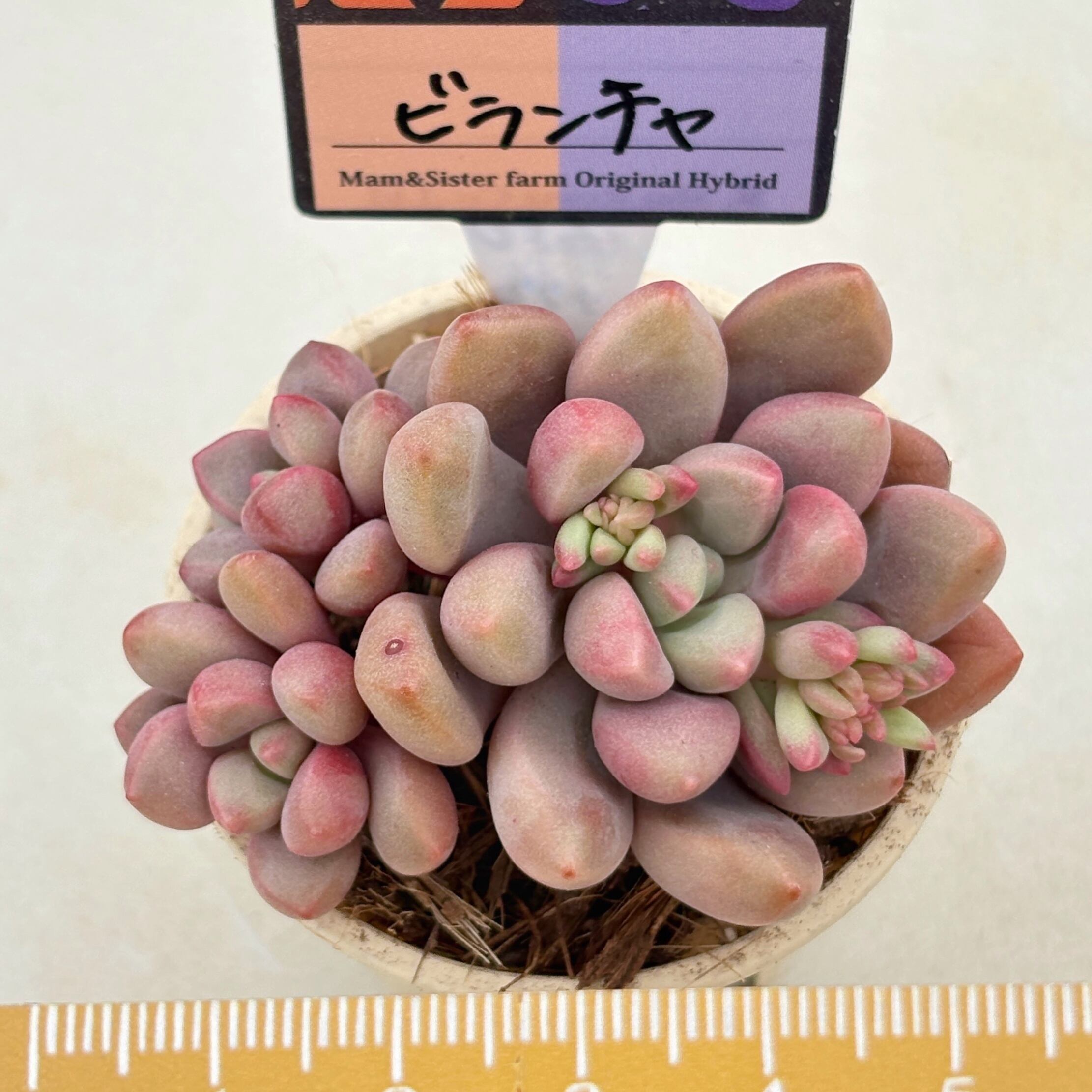 多肉植物と雑貨のお店 ふぁにぃ