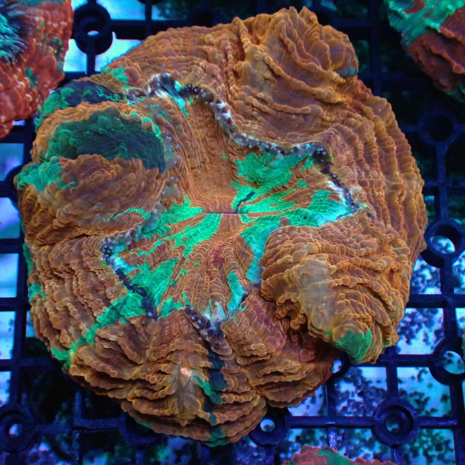 アザミハナガタサンゴ | HOUSE REEF(ハウスリーフ)サンゴ・海水魚