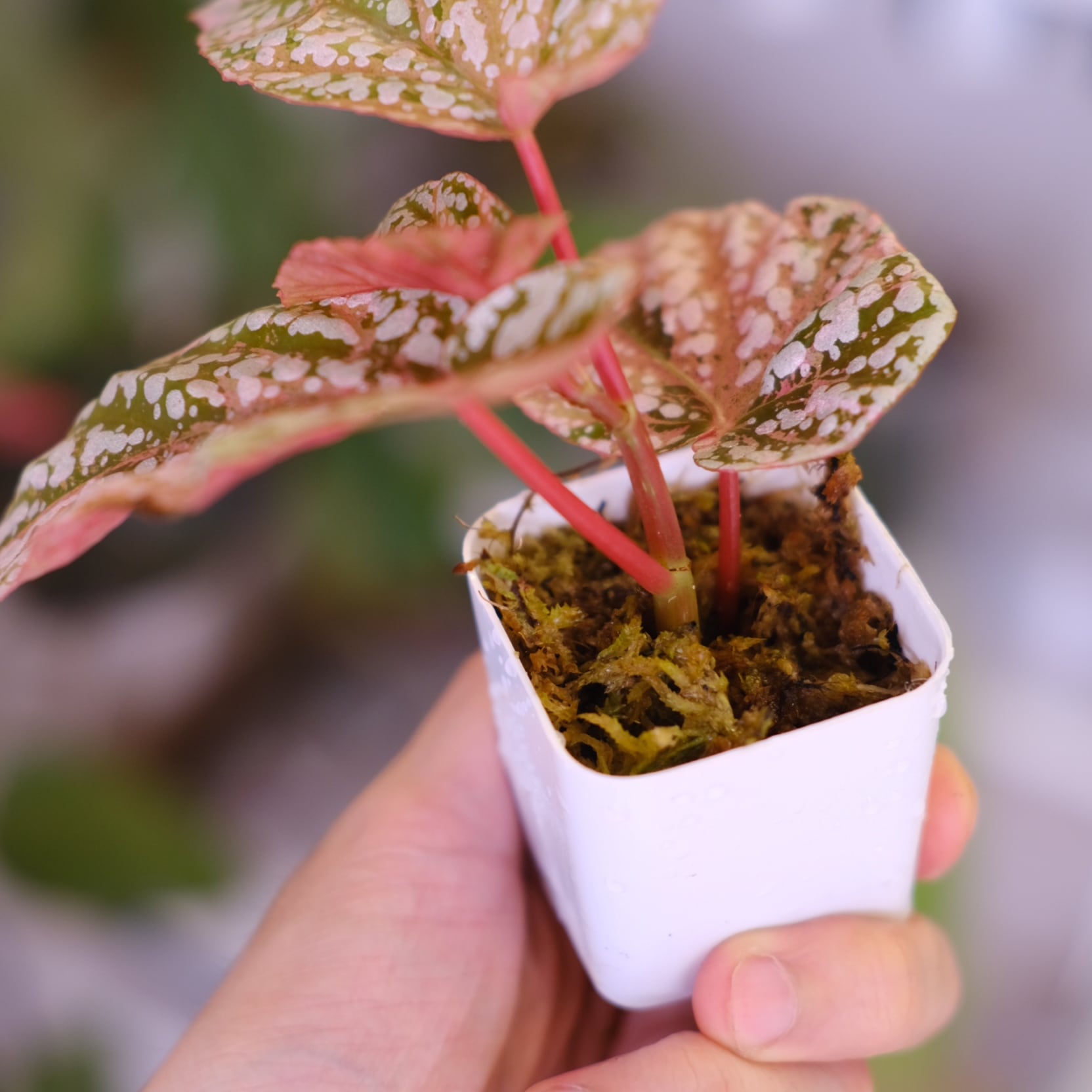 Begonia Snow Capped Variegata②｜ベゴニア スノーキャップド 斑入り