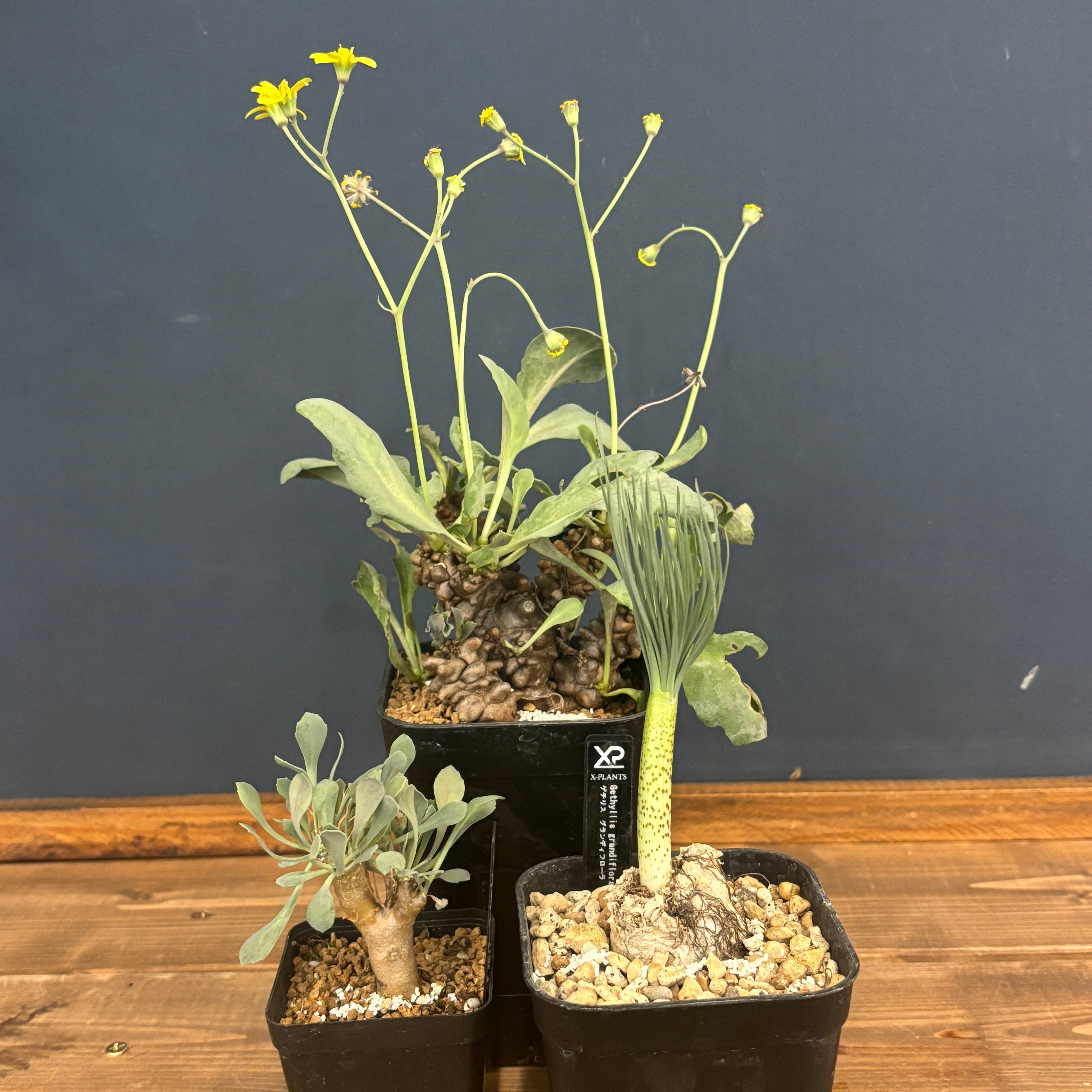 現品】2026年 冬型塊根植物福袋 15,000円 | PROTOLEAF プロトリーフ