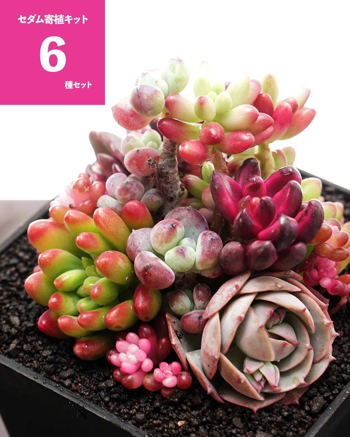 カット苗 スノーフレークジェニー Echeveria 'Snowflake Jenny