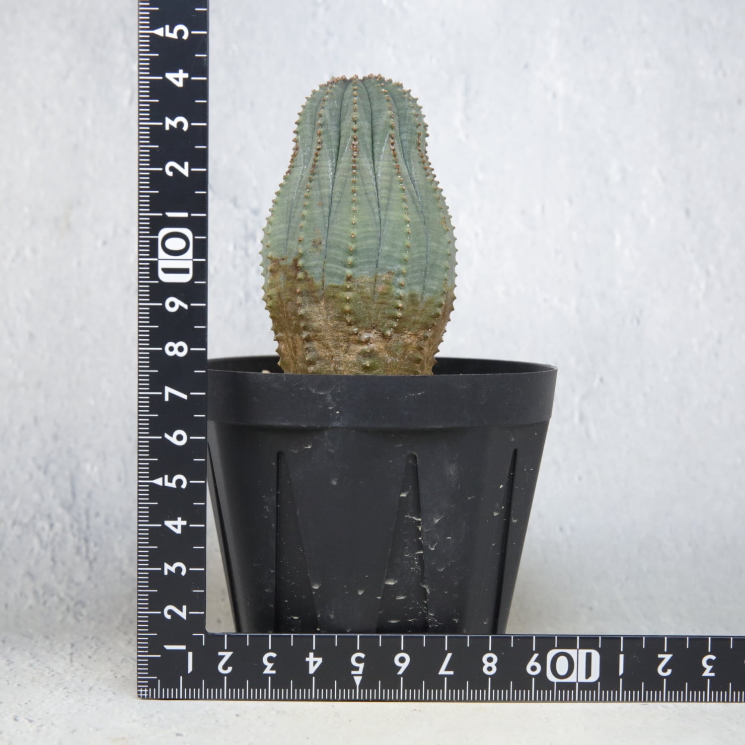 オス株 木質化 マウンテン オベサ / ユーフォルビア | LIGHTHOUSE