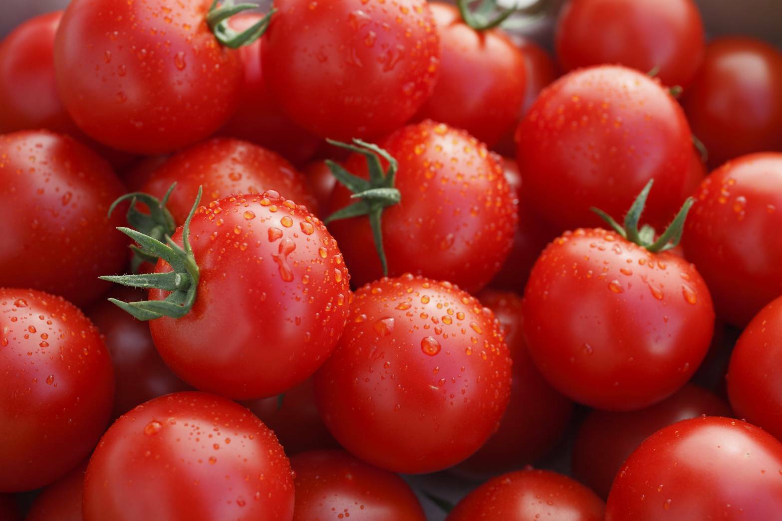 獲れたてミニトマト定期便(1kg箱詰め) | TOMATO ONLINE