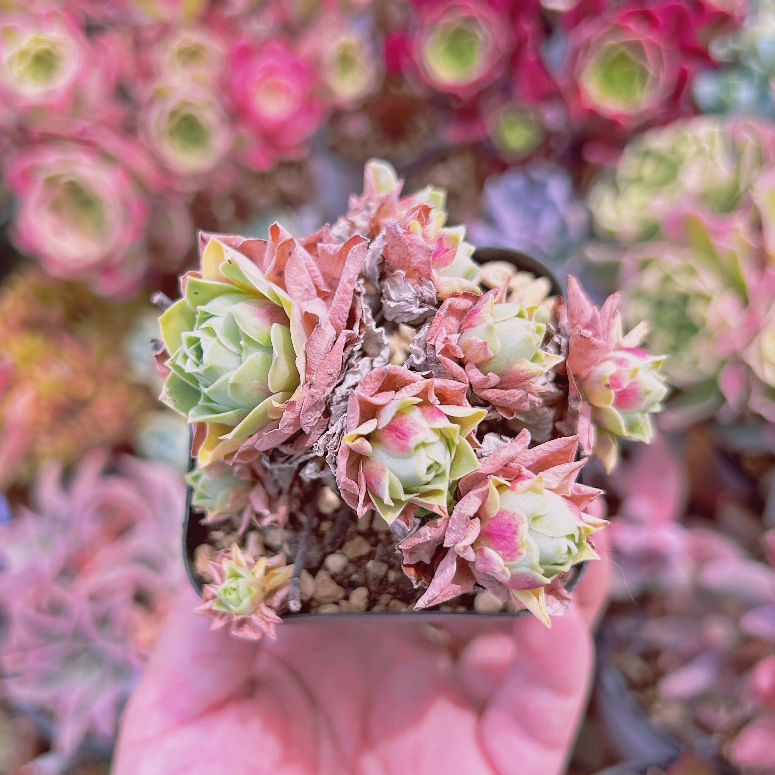 #751現物　多肉植物　血桜　抜き苗