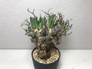 チレコドン レティキュラータス 万物想