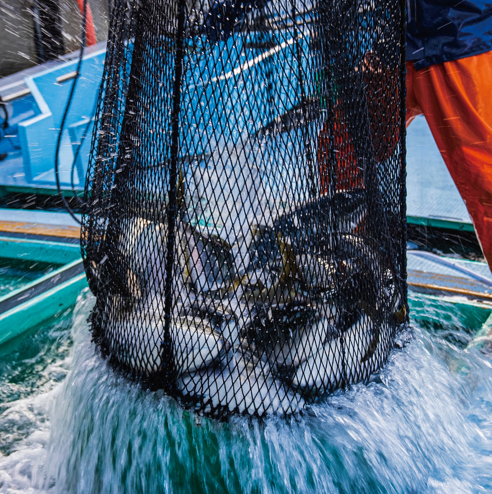 ！年末予約！[三枚おろし済１尾] 豊後ハマチ 若武者  ※送料込