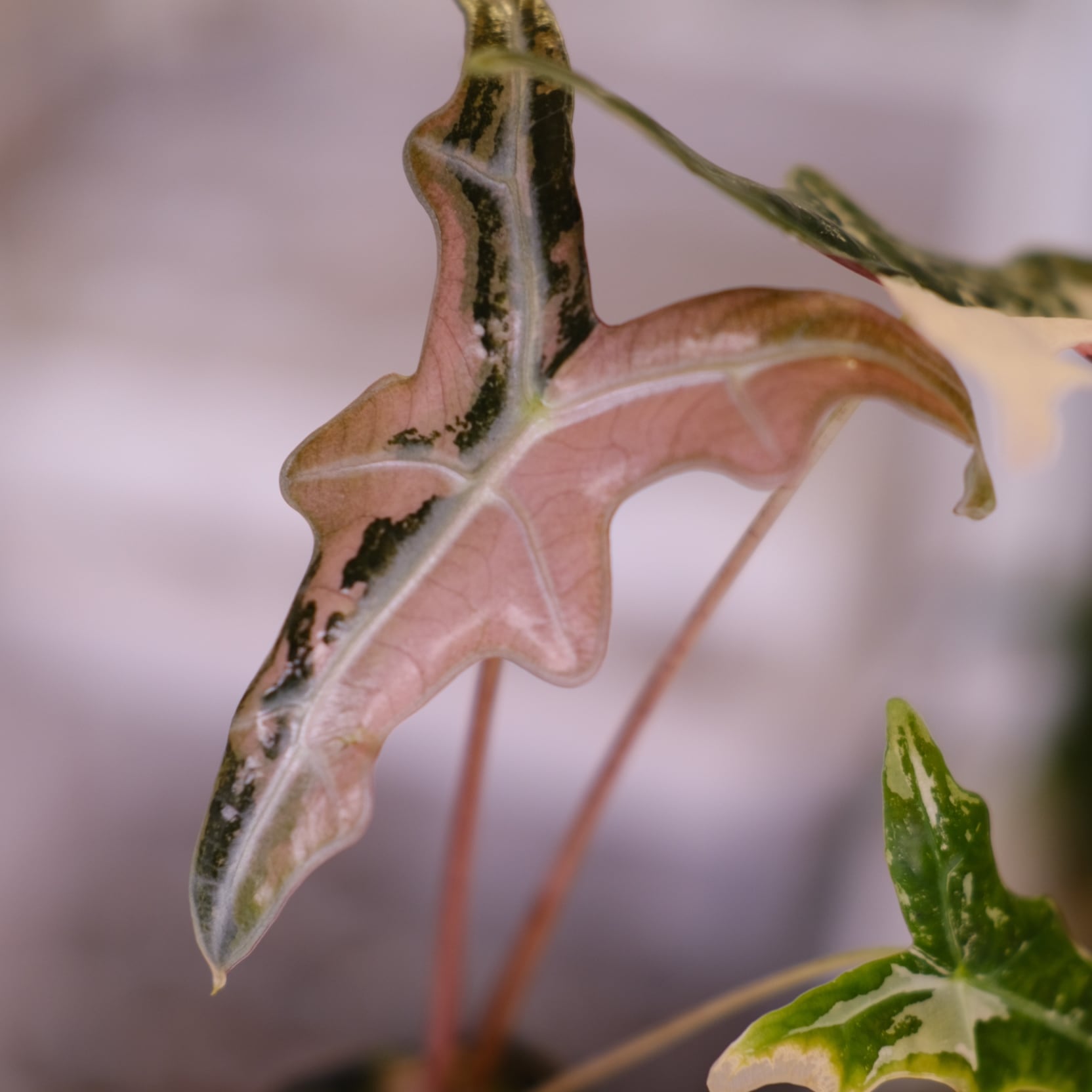 Alocasia Nobillis Pink 
