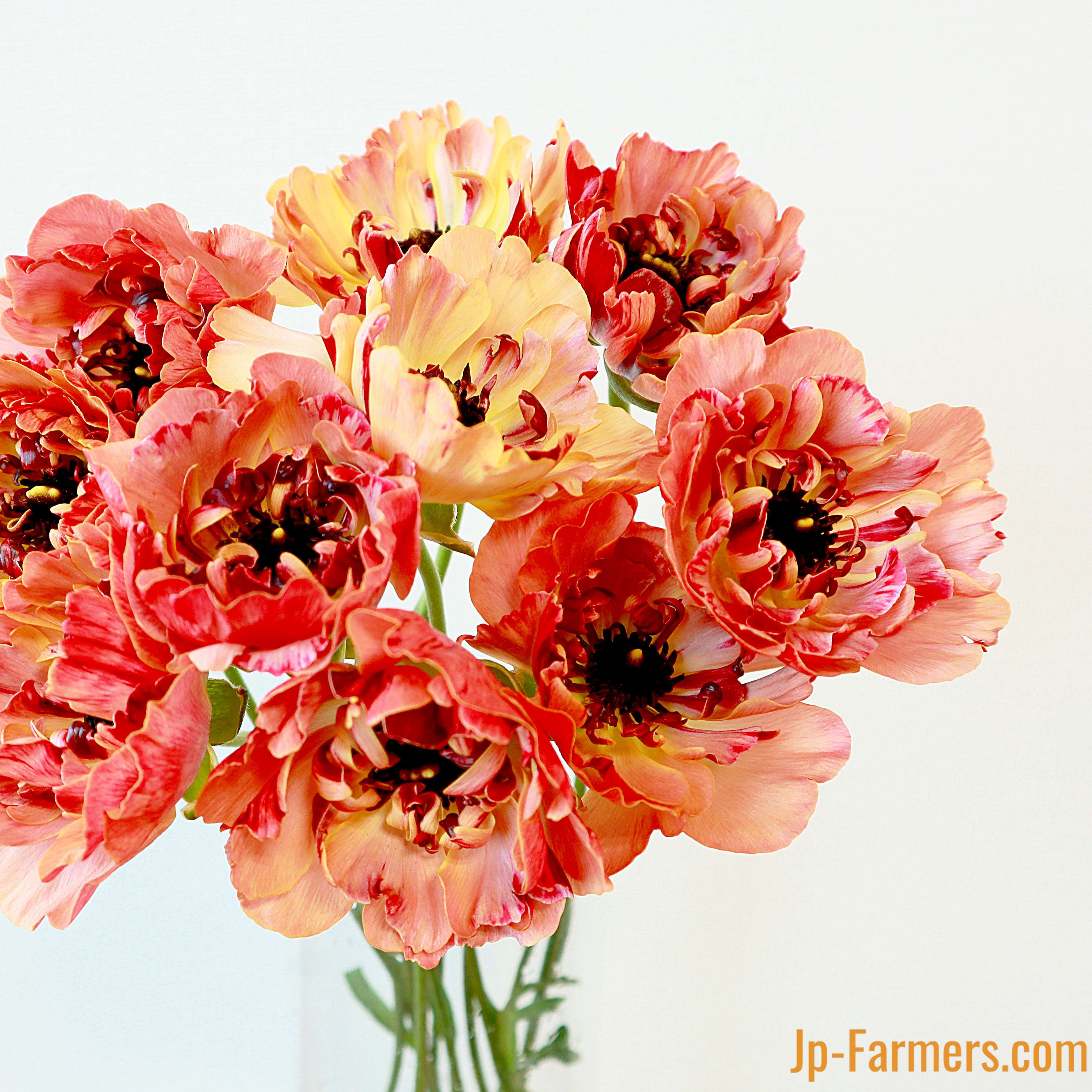 フラワースピリットのラナンキュラス 『シャルロットオレンジ』 大輪 5