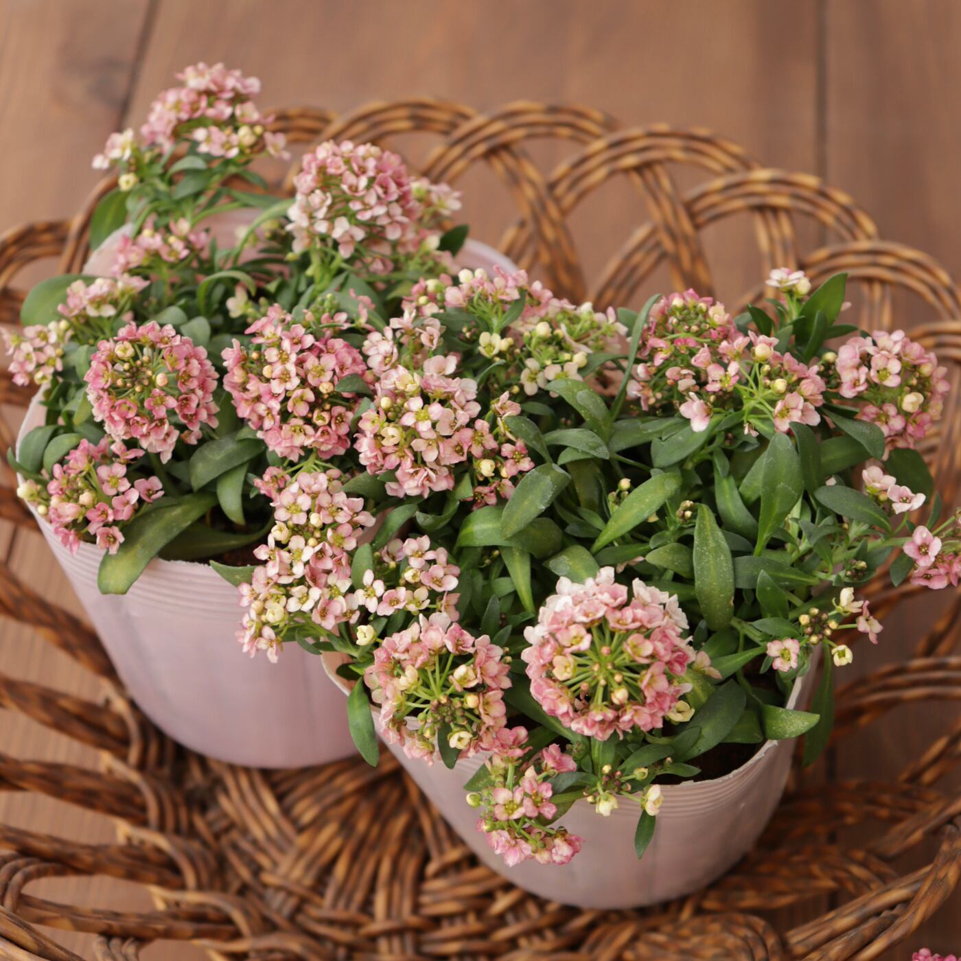 Green heartꕥオンラインショップ