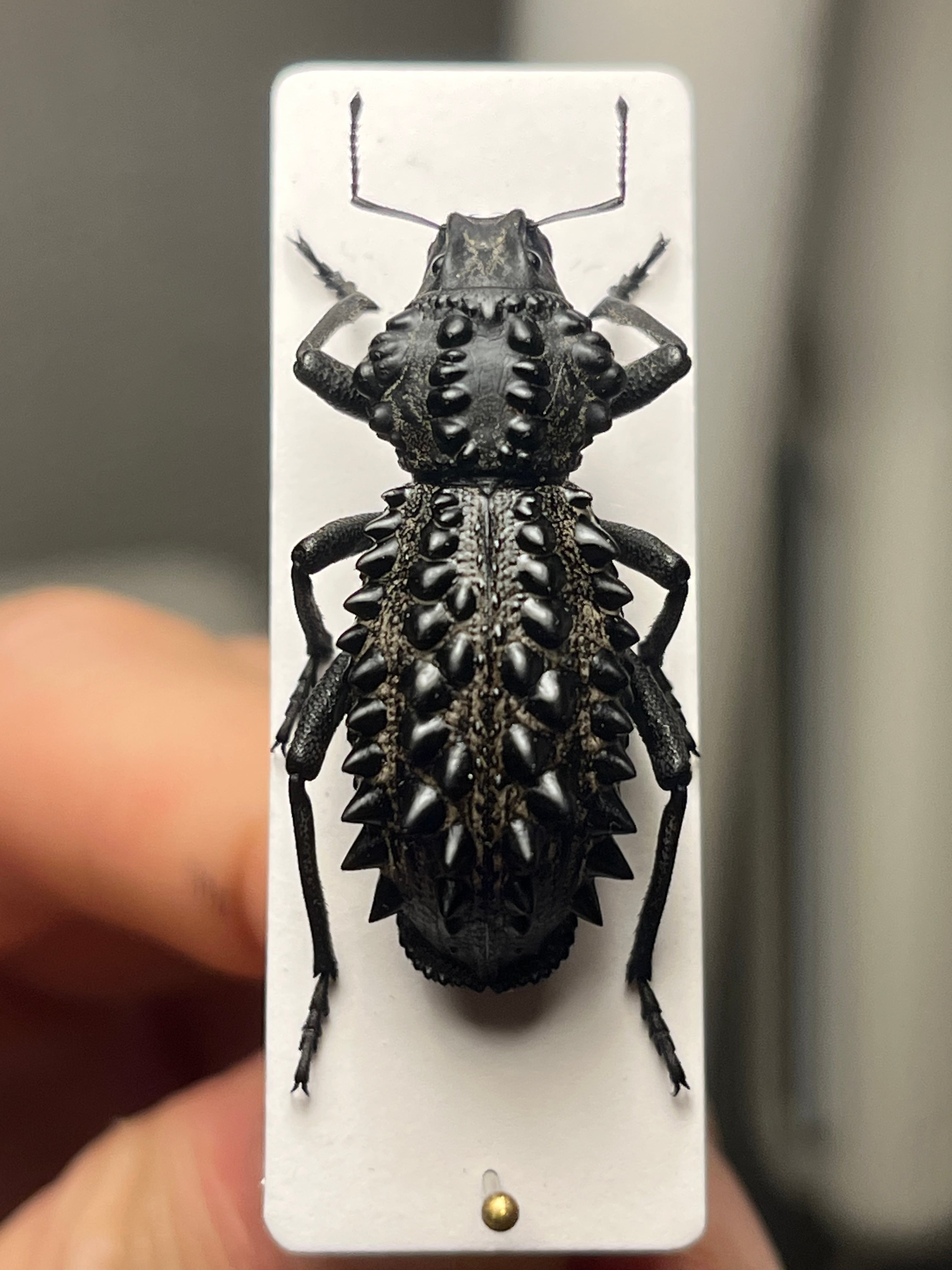 ゾウムシ 甲虫標本 85db3756b02deed19e55420c1cba9f