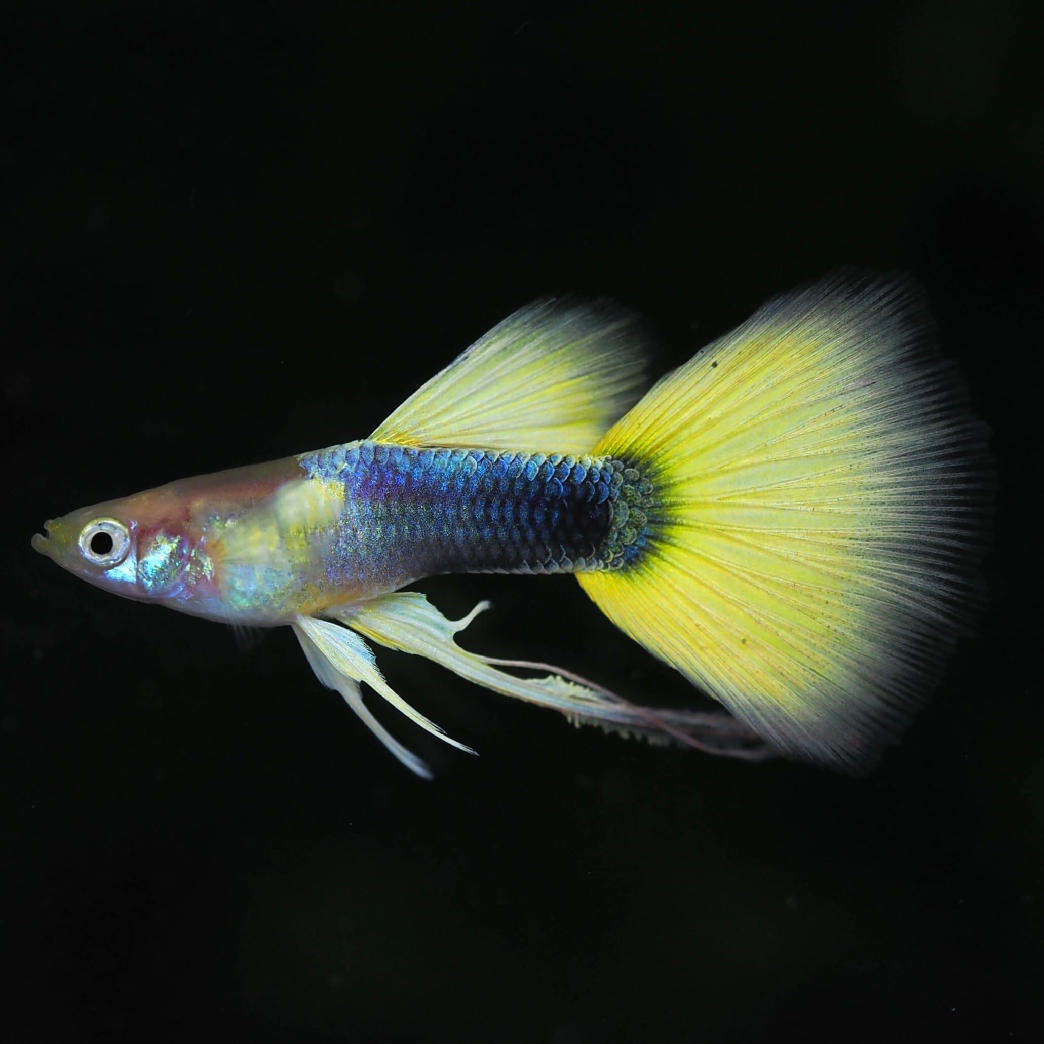 ALL | 伊豆グッピーファーム