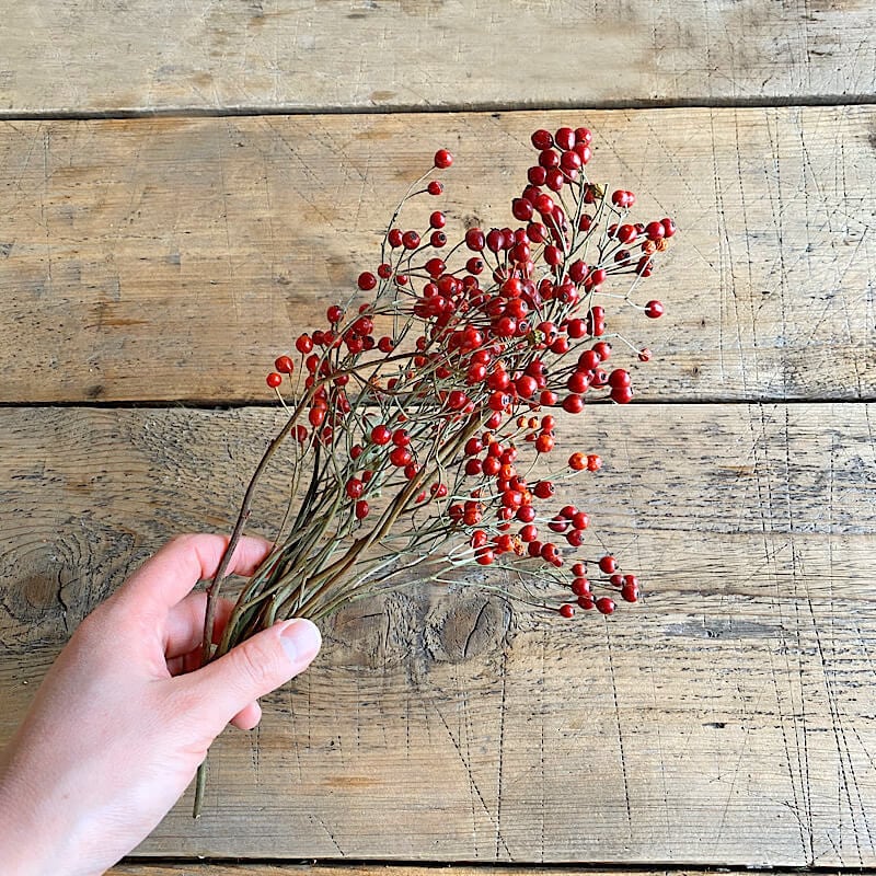 野バラの実 ショート / 北海道産ドライフラワー | 富良野 花七曜