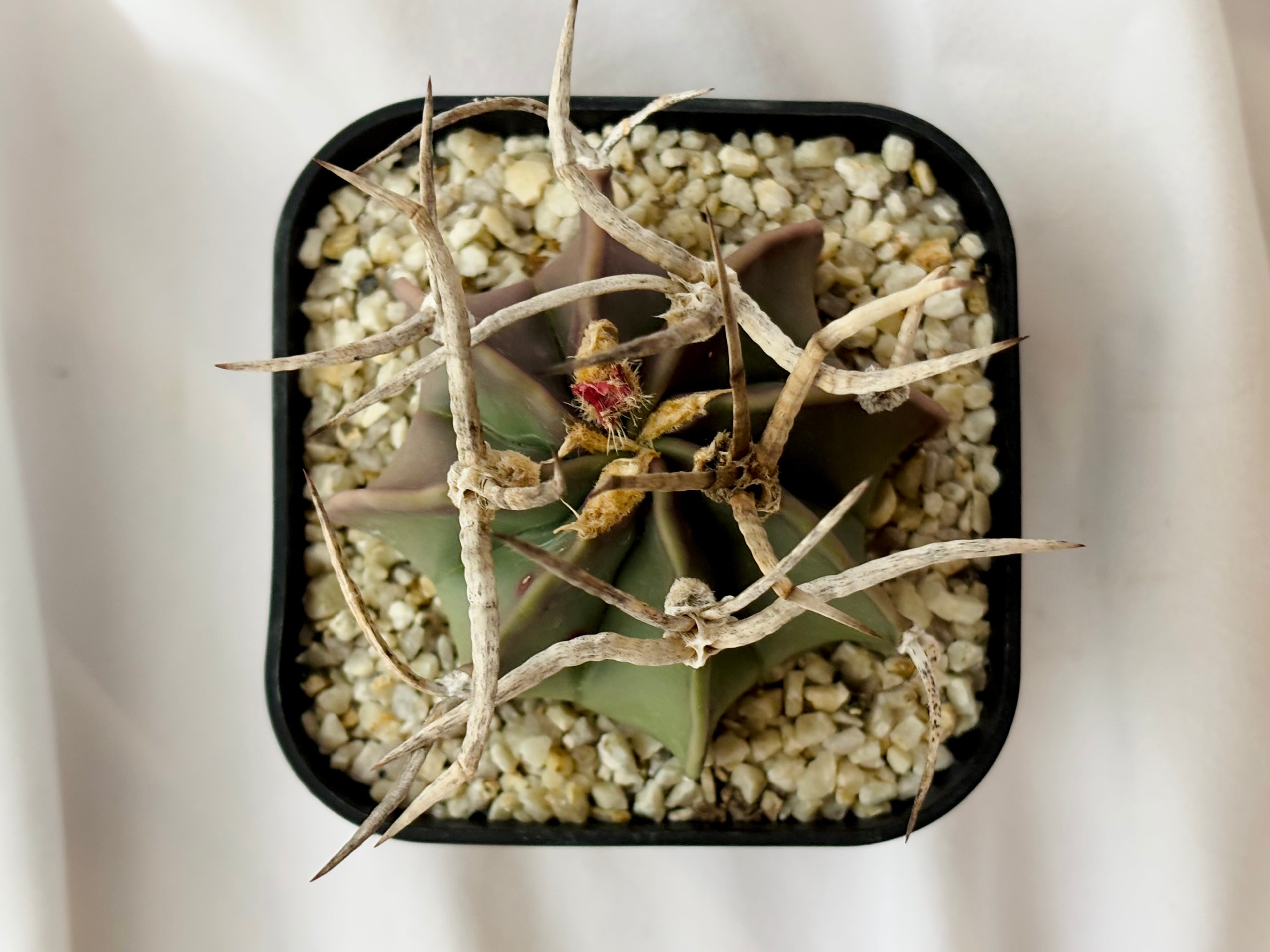 Astrophytum capricorne v. crassispinum アストロフィツム 水牛 Astrophytum capricorne v. crassispinum アストロフィツム 水牛