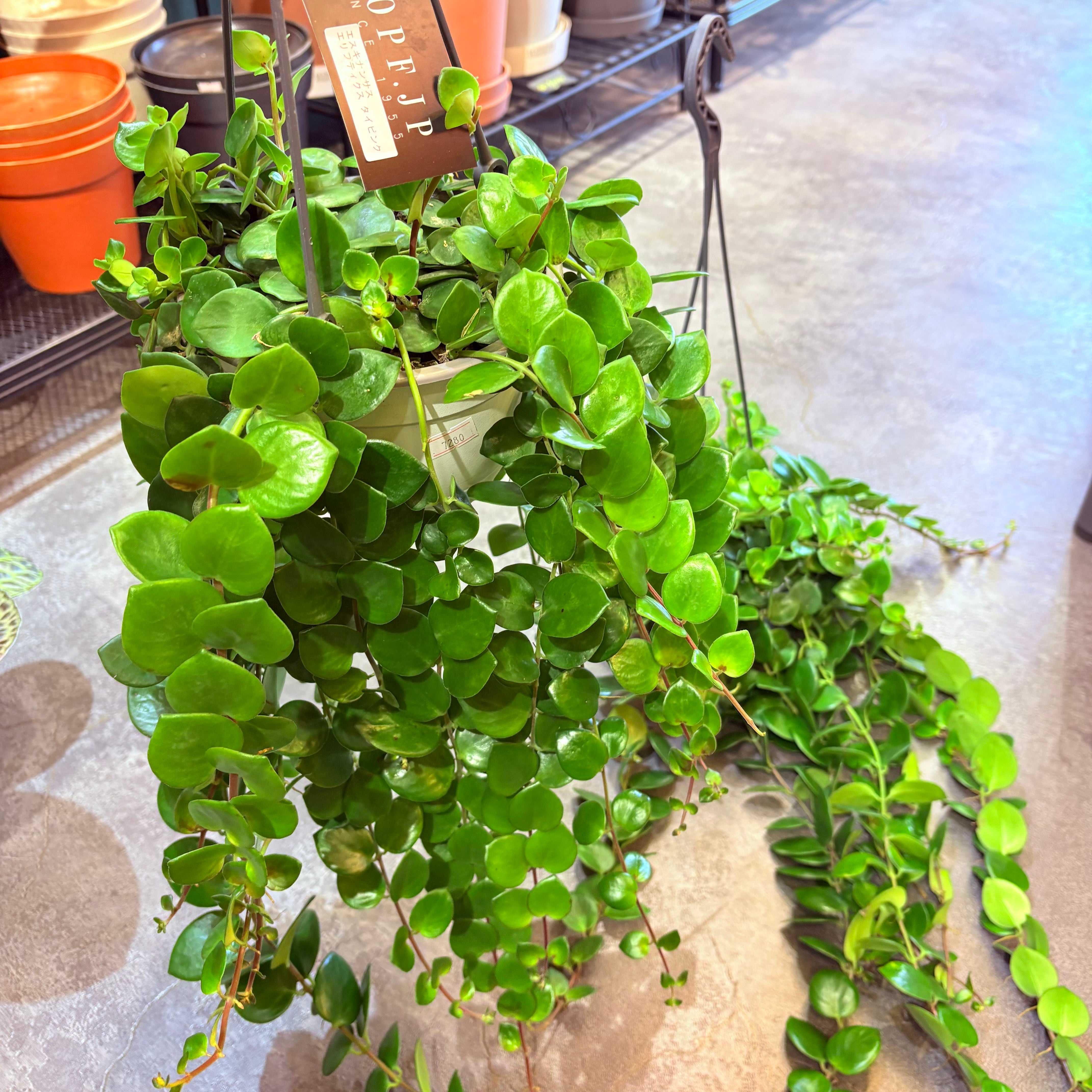 エスキナンサス エリプティク タイピンク 5号【荒木植物園さん