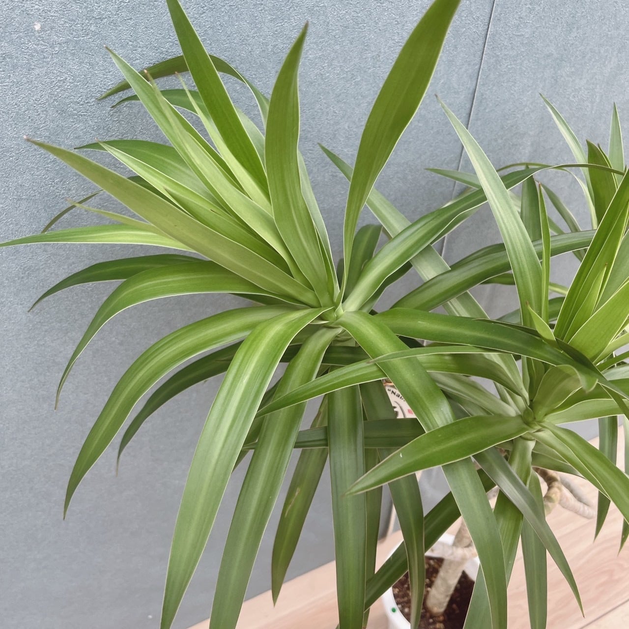 ［現品］【希少】25番　ドラセナ　ナビー　龍　6号　観葉植物　大型　室内　レア 現品］【希少】25番 ドラセナ ナビー 龍 6号 観葉植物 大型 室内 レア