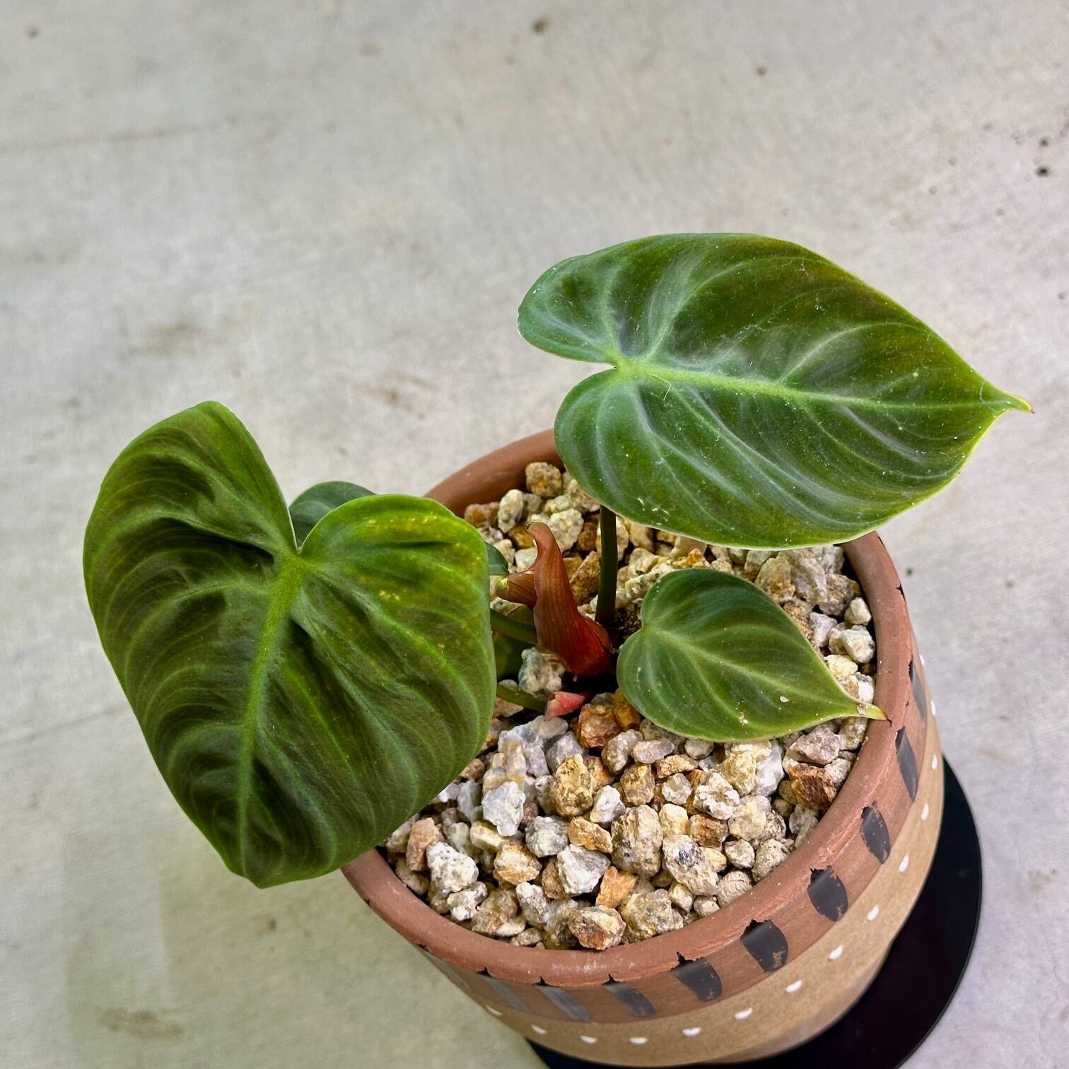 yellowing leaves rubber plant Ficus Yellow Gem for Sale: Radiant Leaves for a Cheerful Home