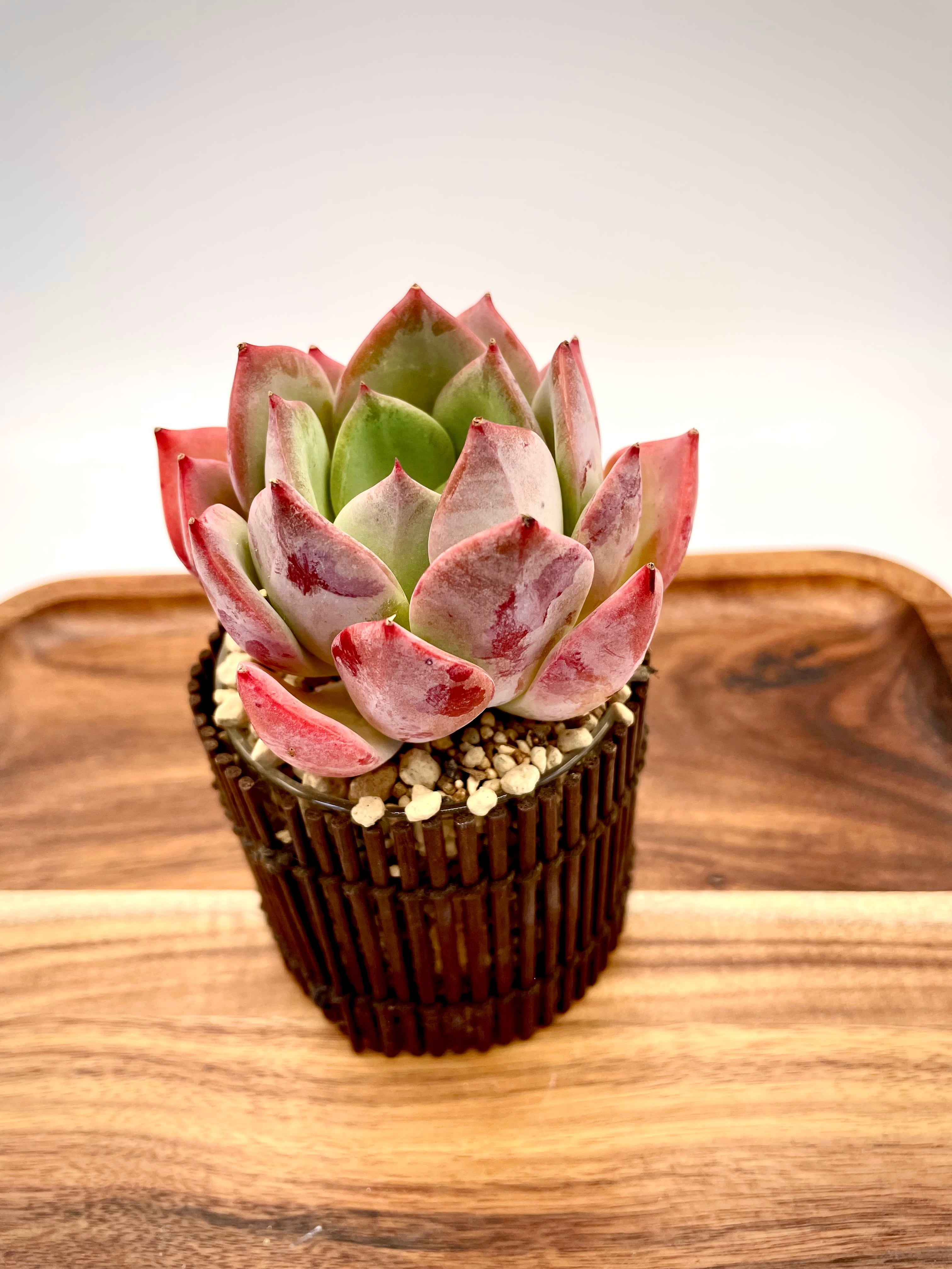 新品種❣️大苗❗️スウィートプリンセス❗️エケベリア 多肉植物 