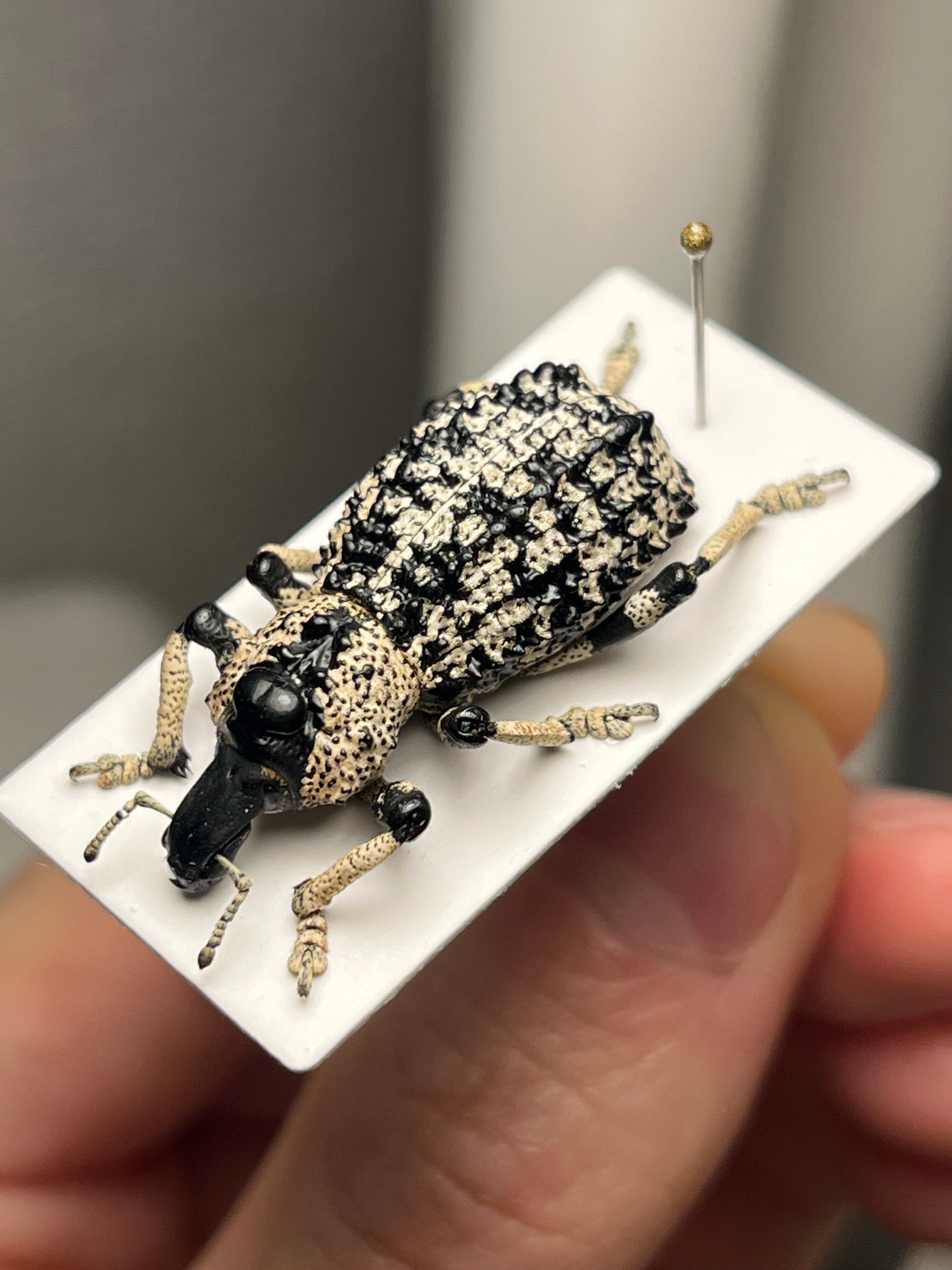 10mm】カタゾウムシの一種 ホウセキゾウムシ 標本 Pachyrhynchus