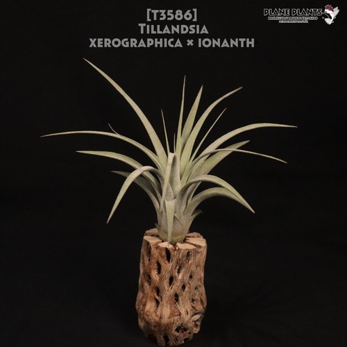 【送料無料】xerographica × ionantha 〔エアプランツ〕現品発送T3586