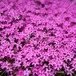 午後の満開のシバザクラ 【F_267】 Moss phlox in full bloom in the afternoon