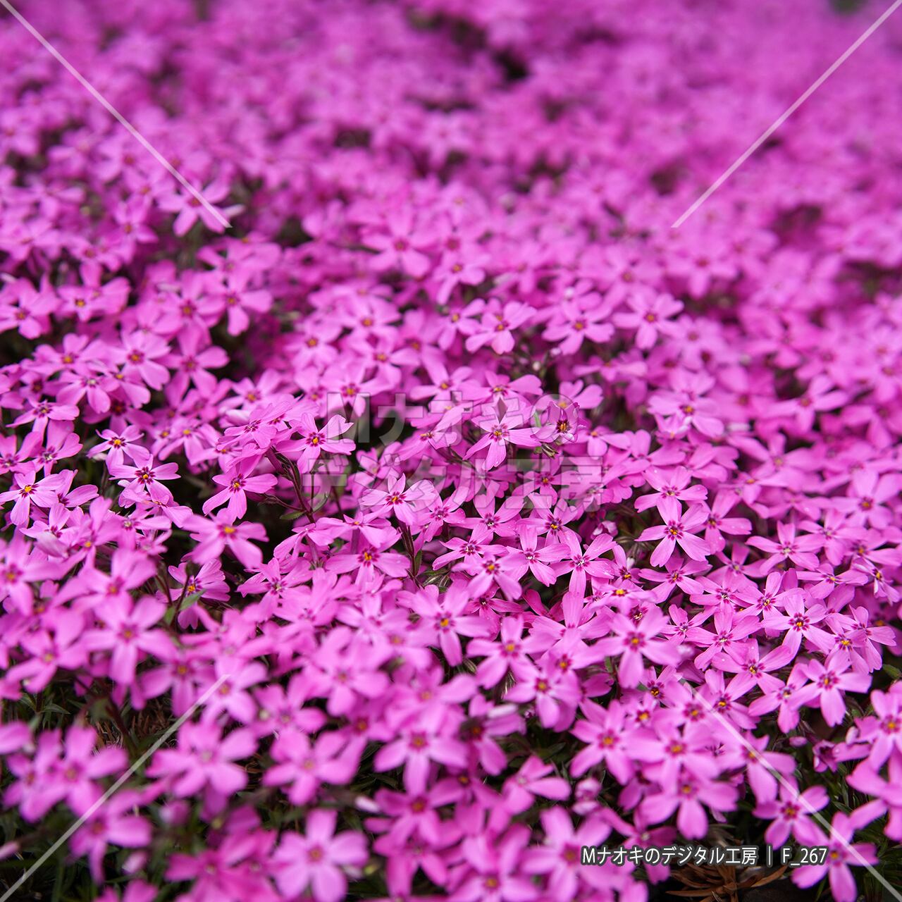 午後の満開のシバザクラ 【F_267】 Moss phlox in full bloom in the afternoon