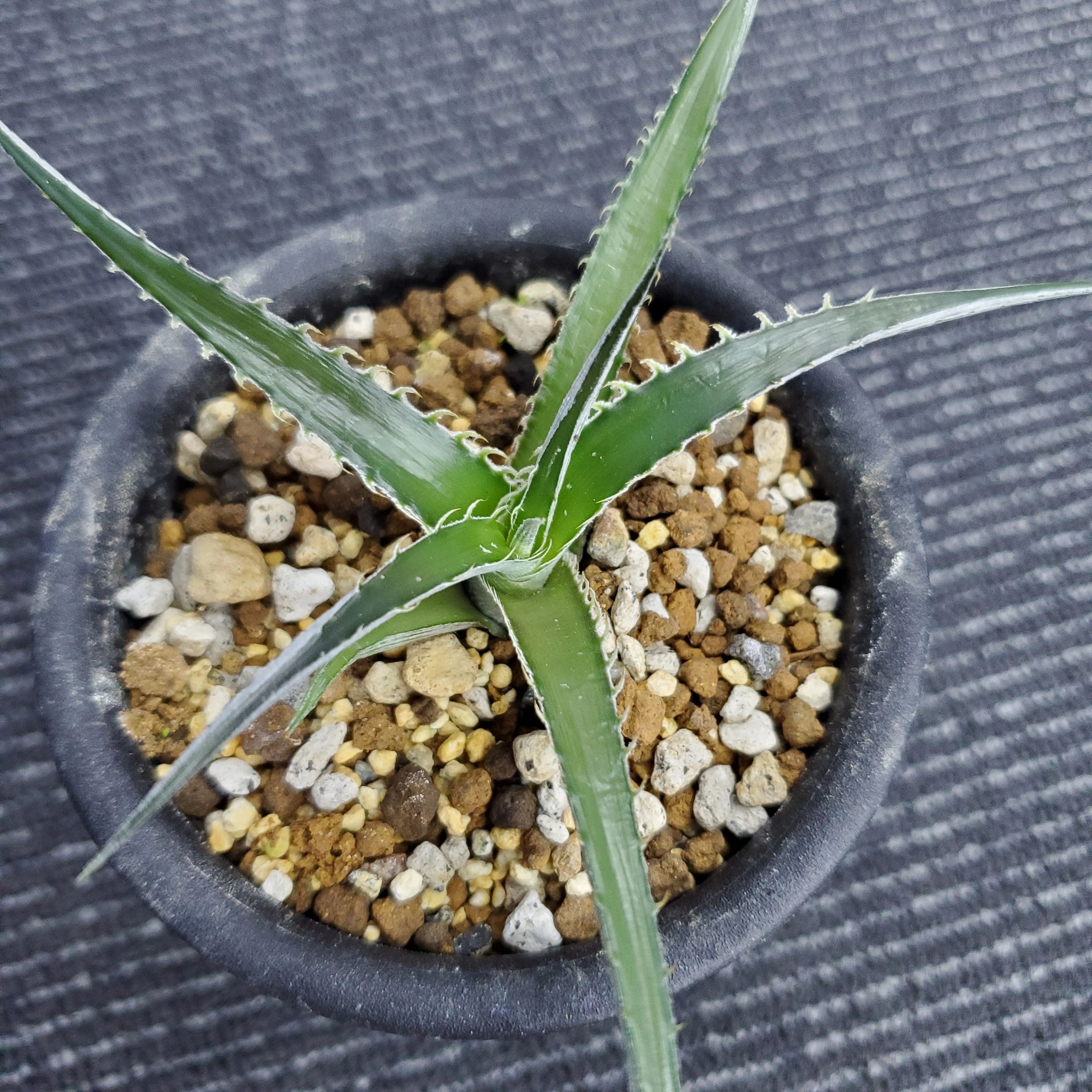 a0432_Dyckia estevesii Hybrid：ディッキア・エステベシー