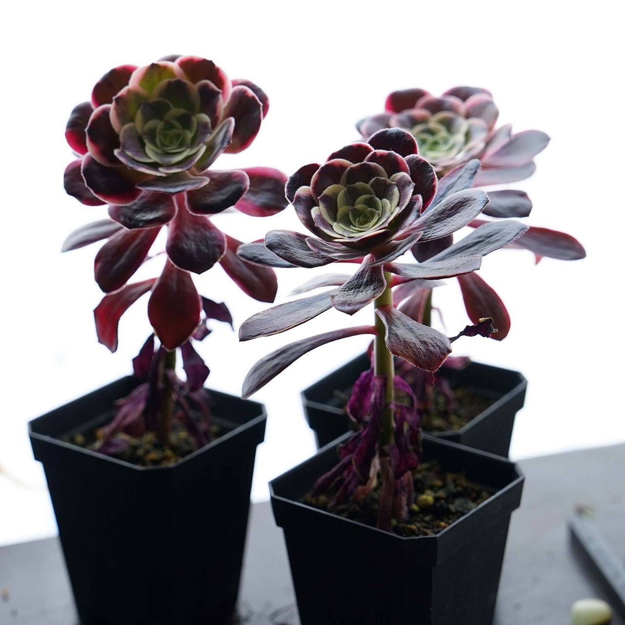 抜き苗 アエオニウム 札落ち（メデューサ？） 単頭 Aeonium sp. ('Medusa'?)