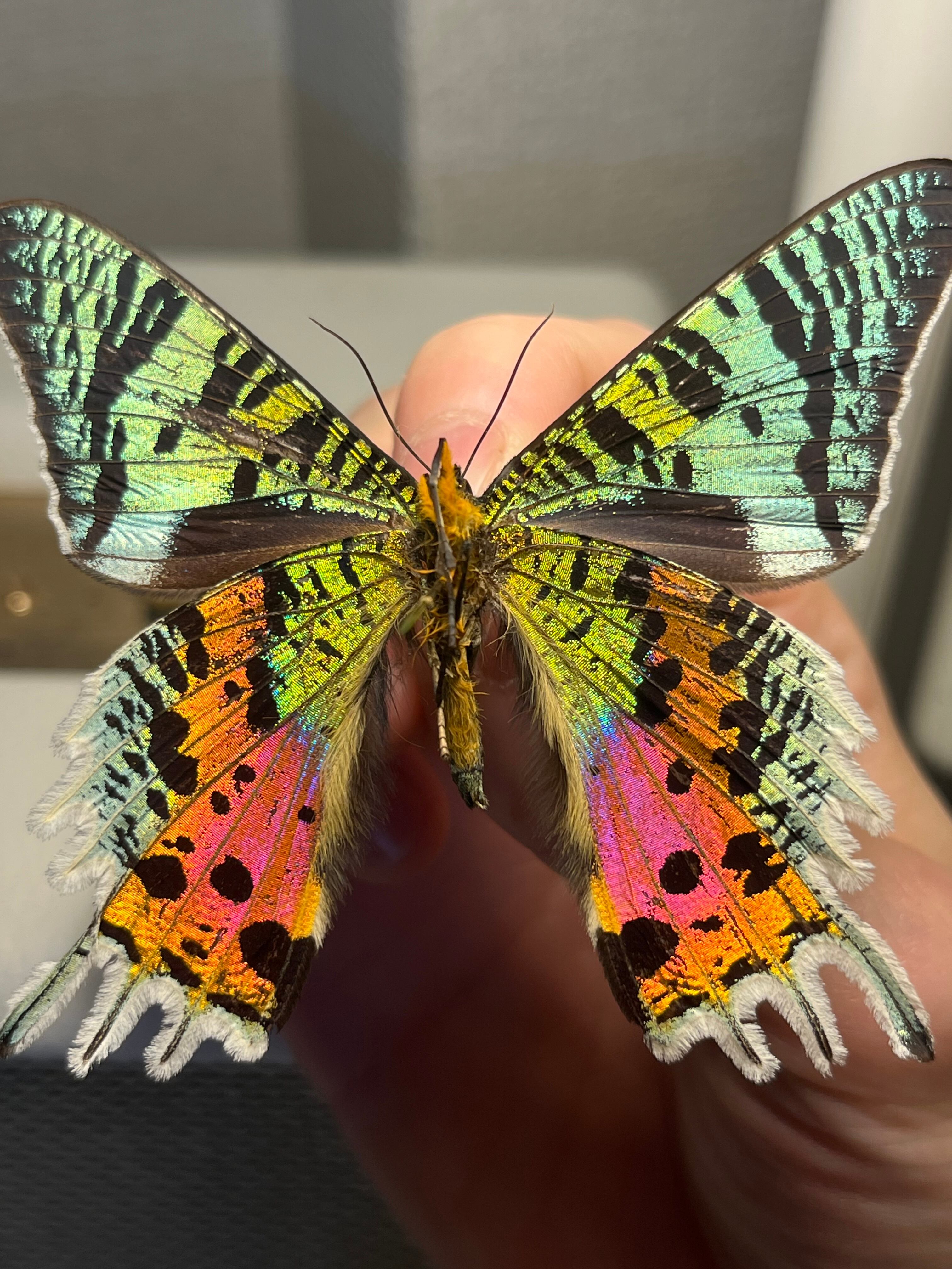 発色GOD】ニシキツバメガ Chrysiridia rhipheus 標本 蝶 外国産蝶標本