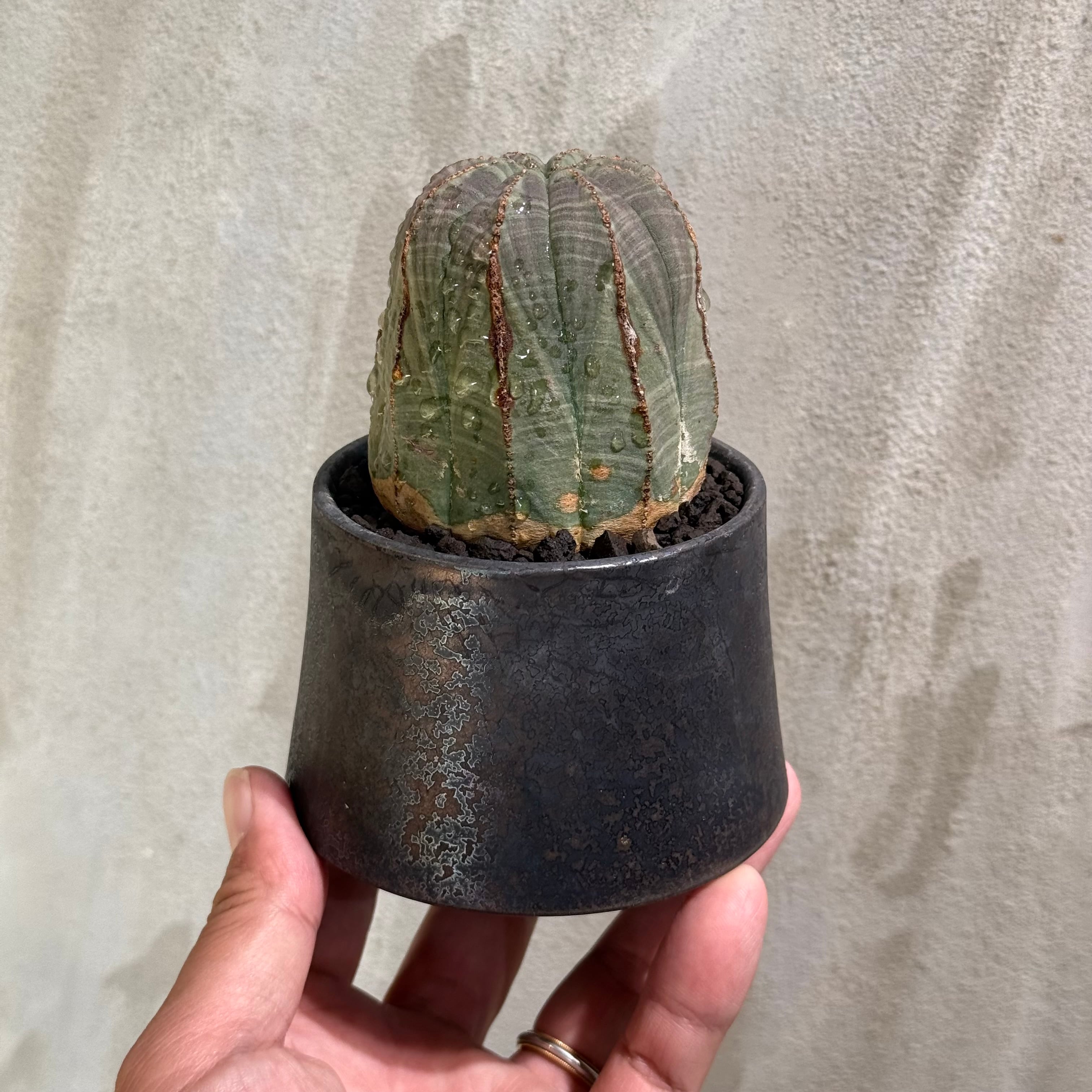 植物 | A-PLANTS