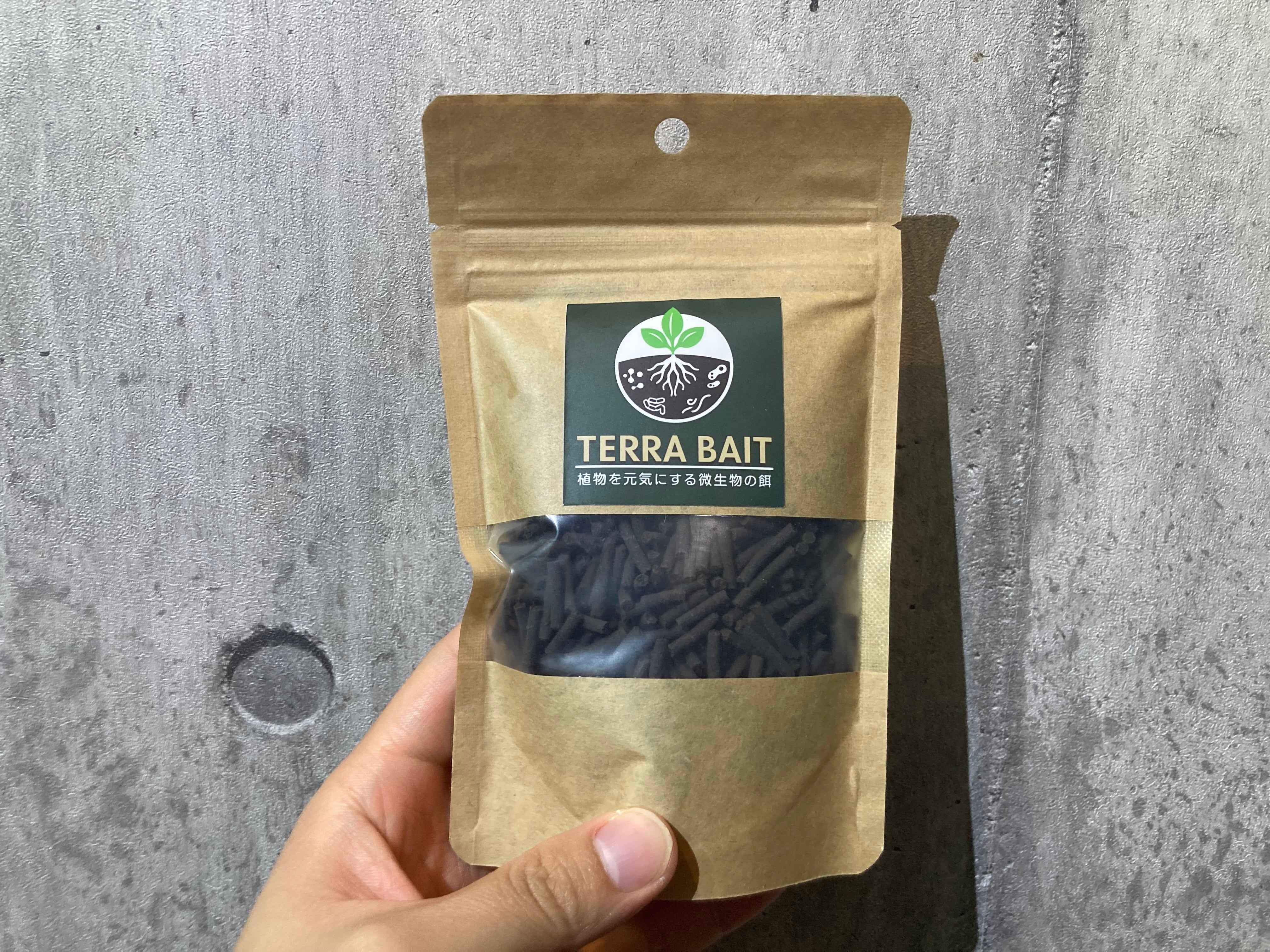 Homalomena sp. Mamasa 