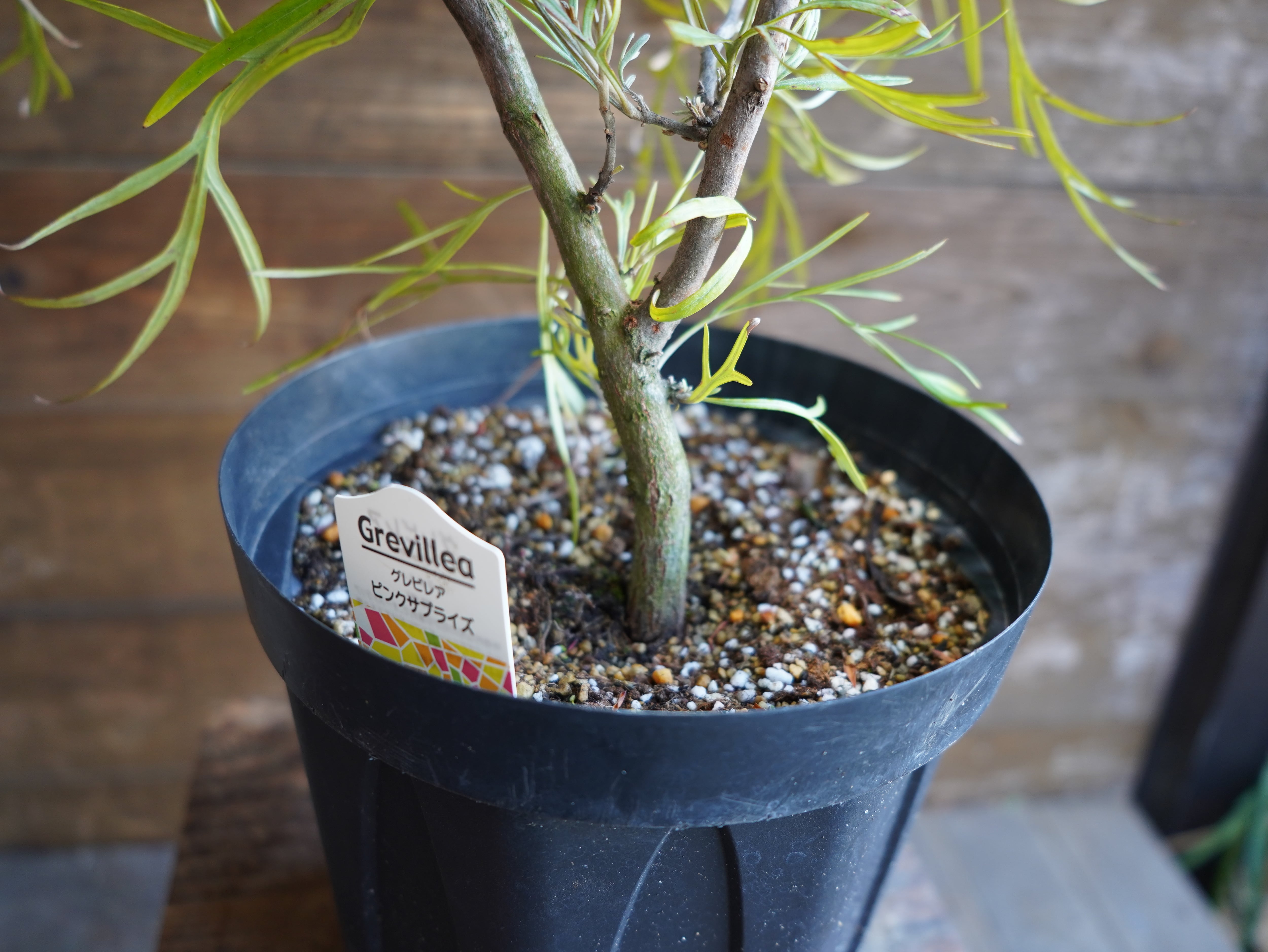 【現物】グレビレア　"ピンクサプライズ"